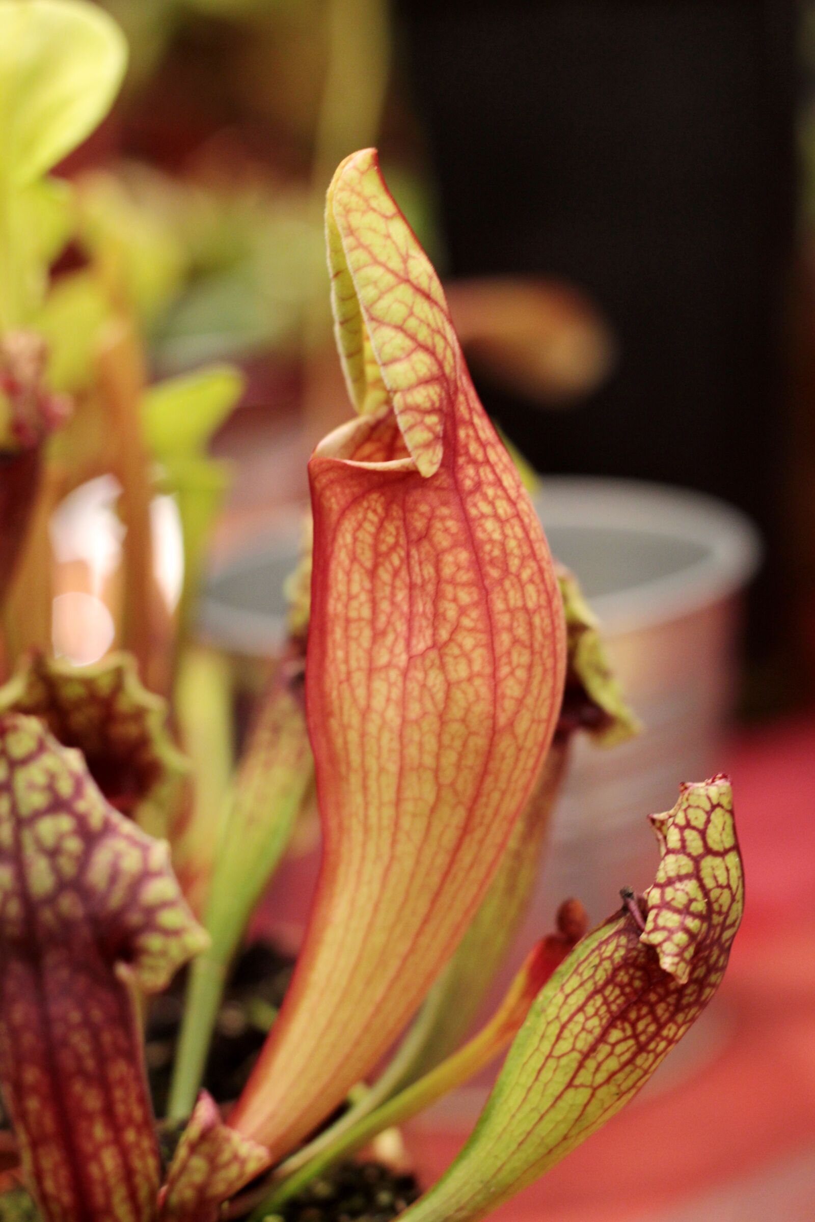 Canon EOS 600D (Rebel EOS T3i / EOS Kiss X5) sample photo. Sarracenia, trompetbekerplant, insectenlokker photography