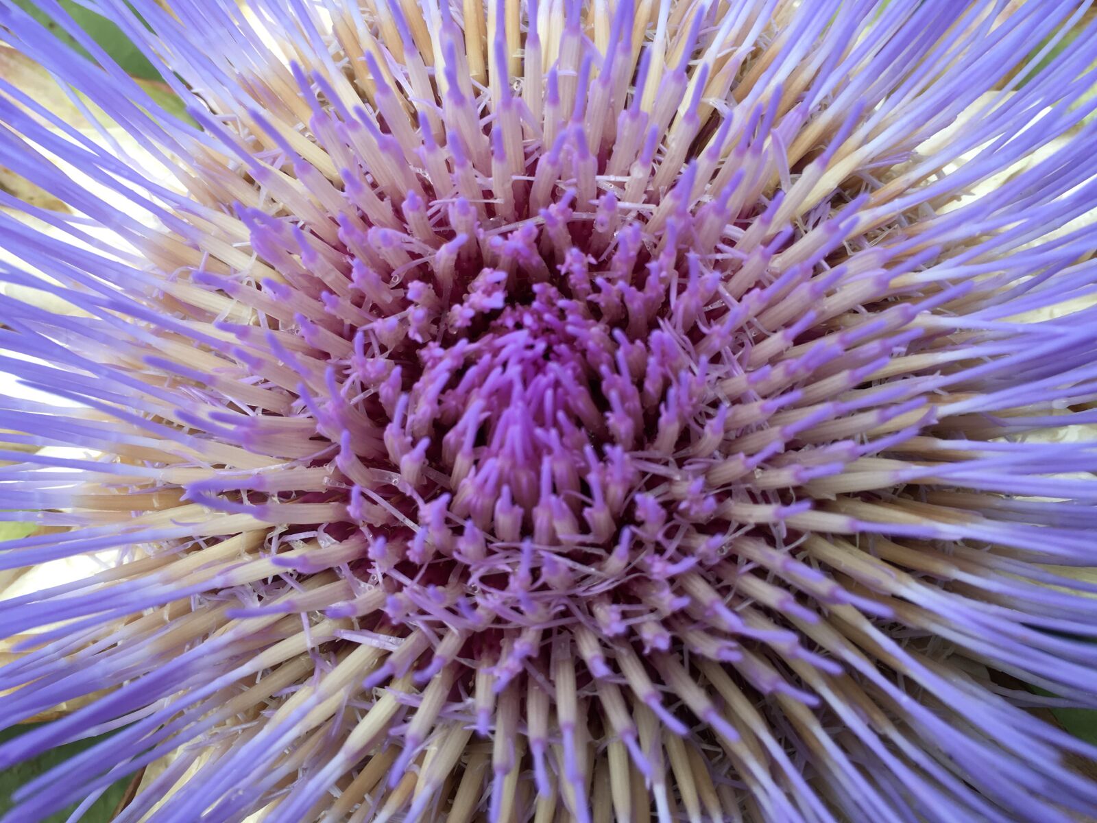 iPhone SE back camera 4.15mm f/2.2 sample photo. Artichoke, artichoke flower, vegetables photography