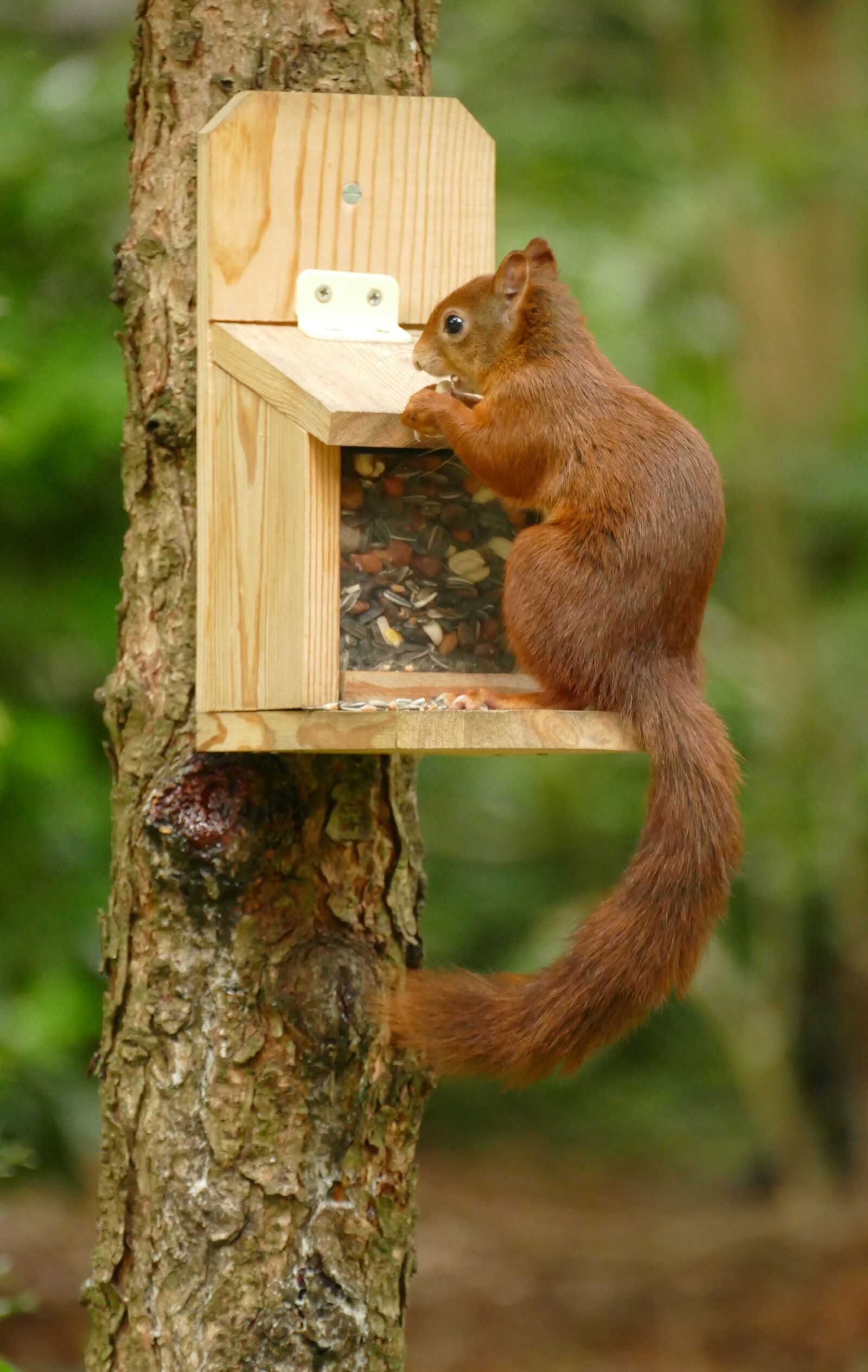 Panasonic Lumix DMC-FZ1000 sample photo. Squirrel, sciurus vulgaris, mammal photography