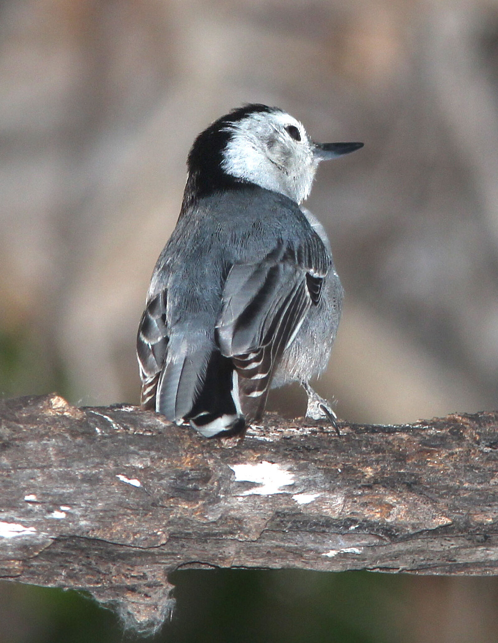 Canon EF 300mm F4L IS USM sample photo