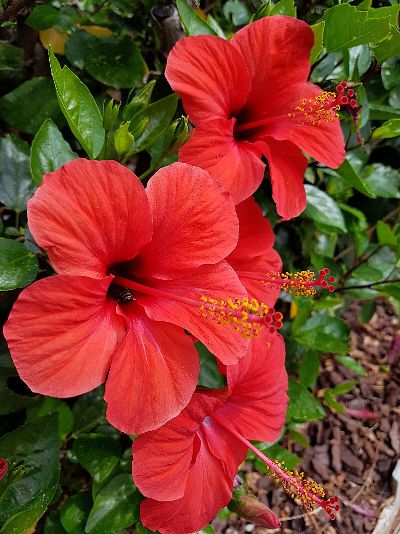 Samsung Galaxy S7 sample photo. Flower, red, plant photography