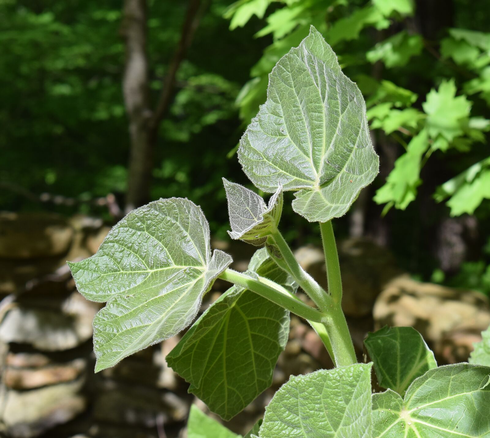 Nikon D3300 sample photo. New paulownia leaves, princess photography