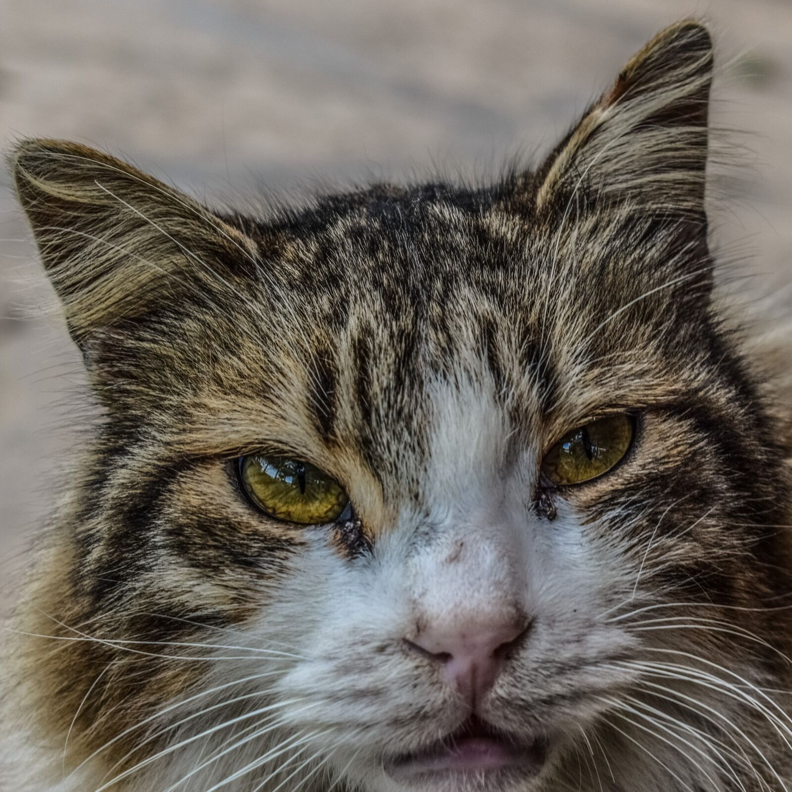 Nikon D3300 sample photo. Cat, stray, homeless photography