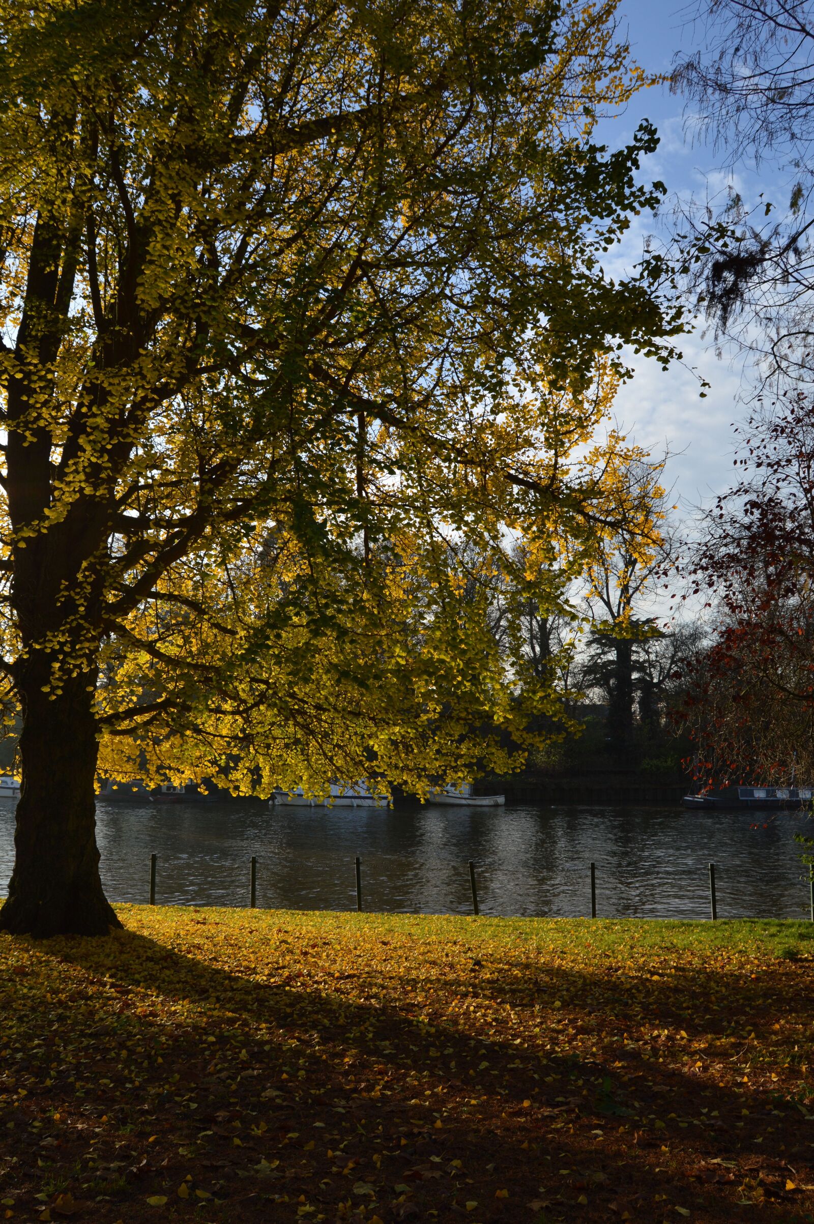 Nikon D3200 sample photo. Tree, river, autumn photography