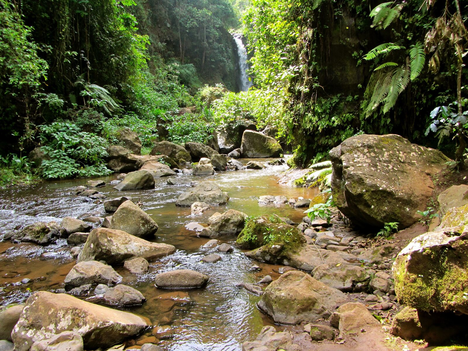 Canon PowerShot SX230 HS sample photo. Jungle, water, green photography