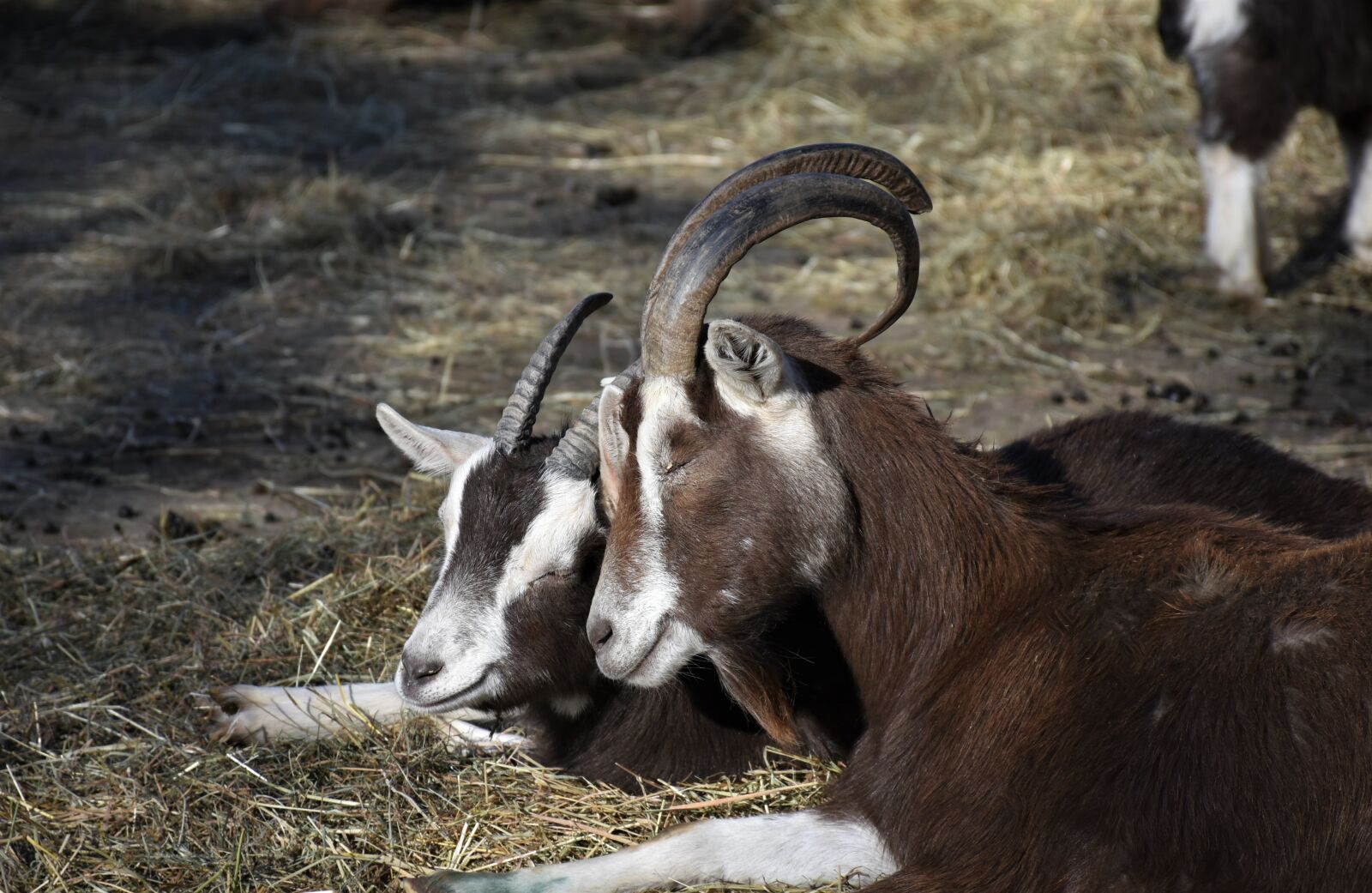 Nikon D7200 sample photo. Goats, animals, farm photography