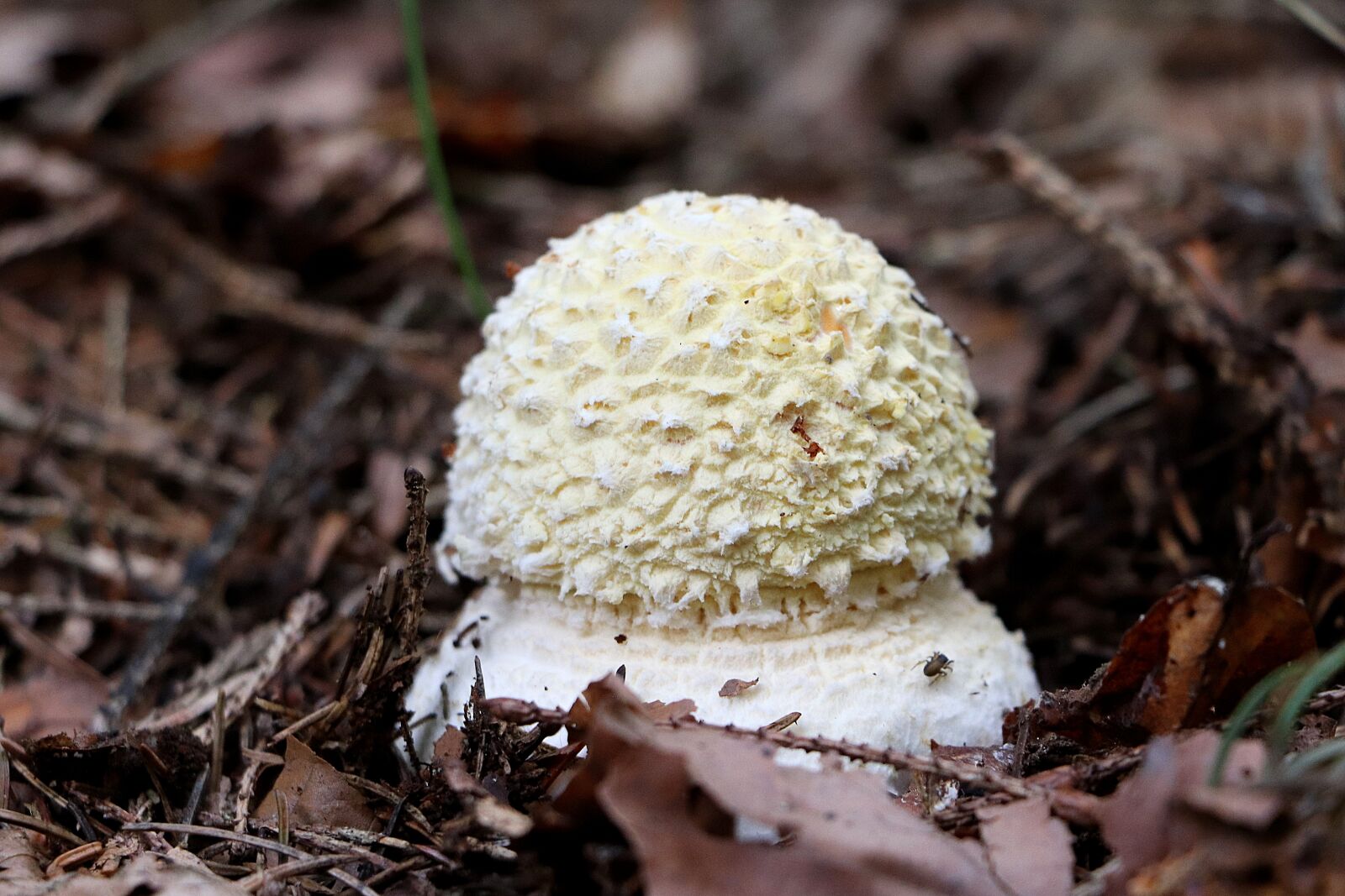 Canon EOS 77D (EOS 9000D / EOS 770D) + Canon EF-S 18-135mm F3.5-5.6 IS STM sample photo. Young fly agaric, toxic photography