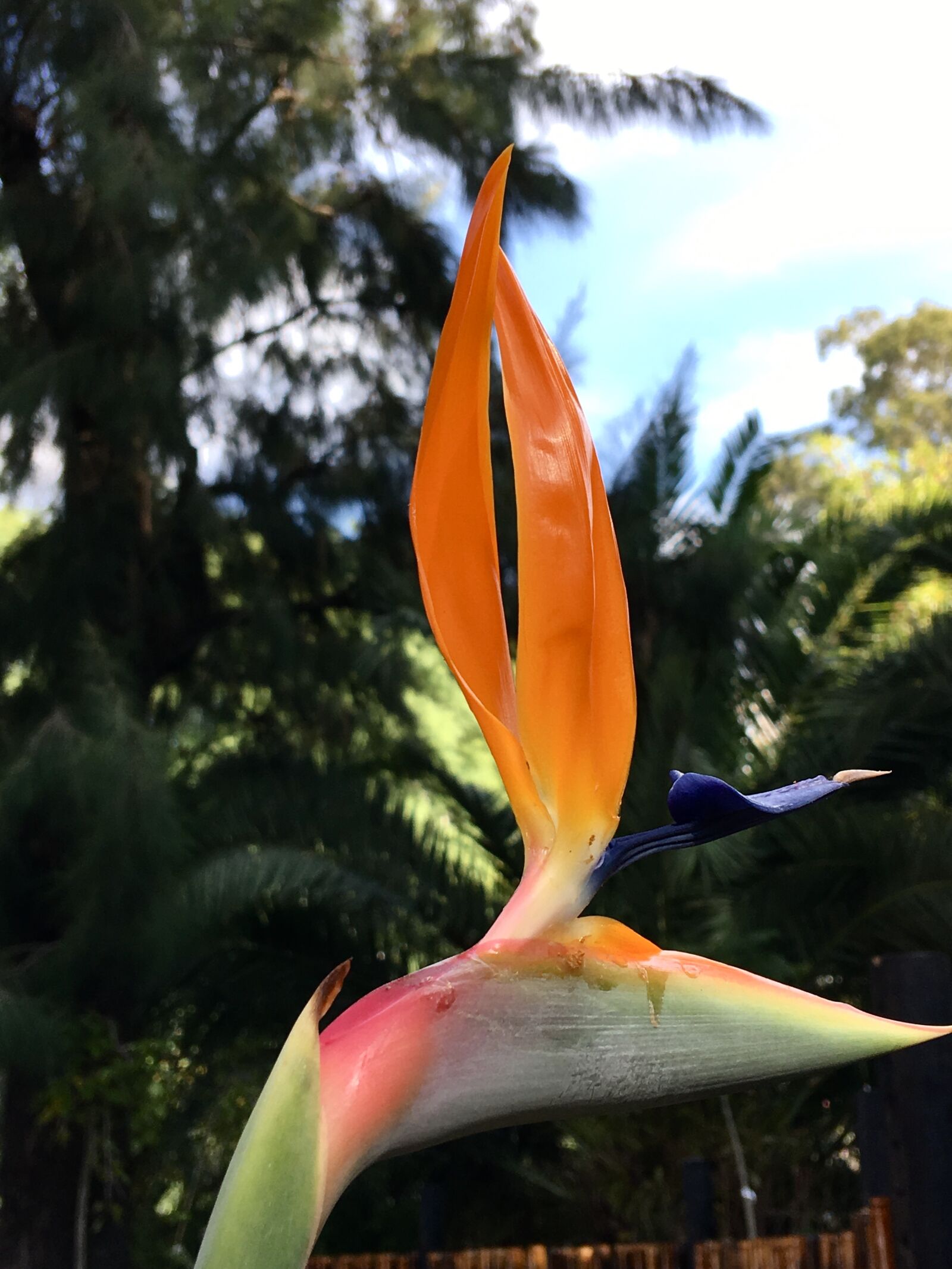 iPhone 6s Plus back camera 4.15mm f/2.2 sample photo. Rare flower, petals orange photography