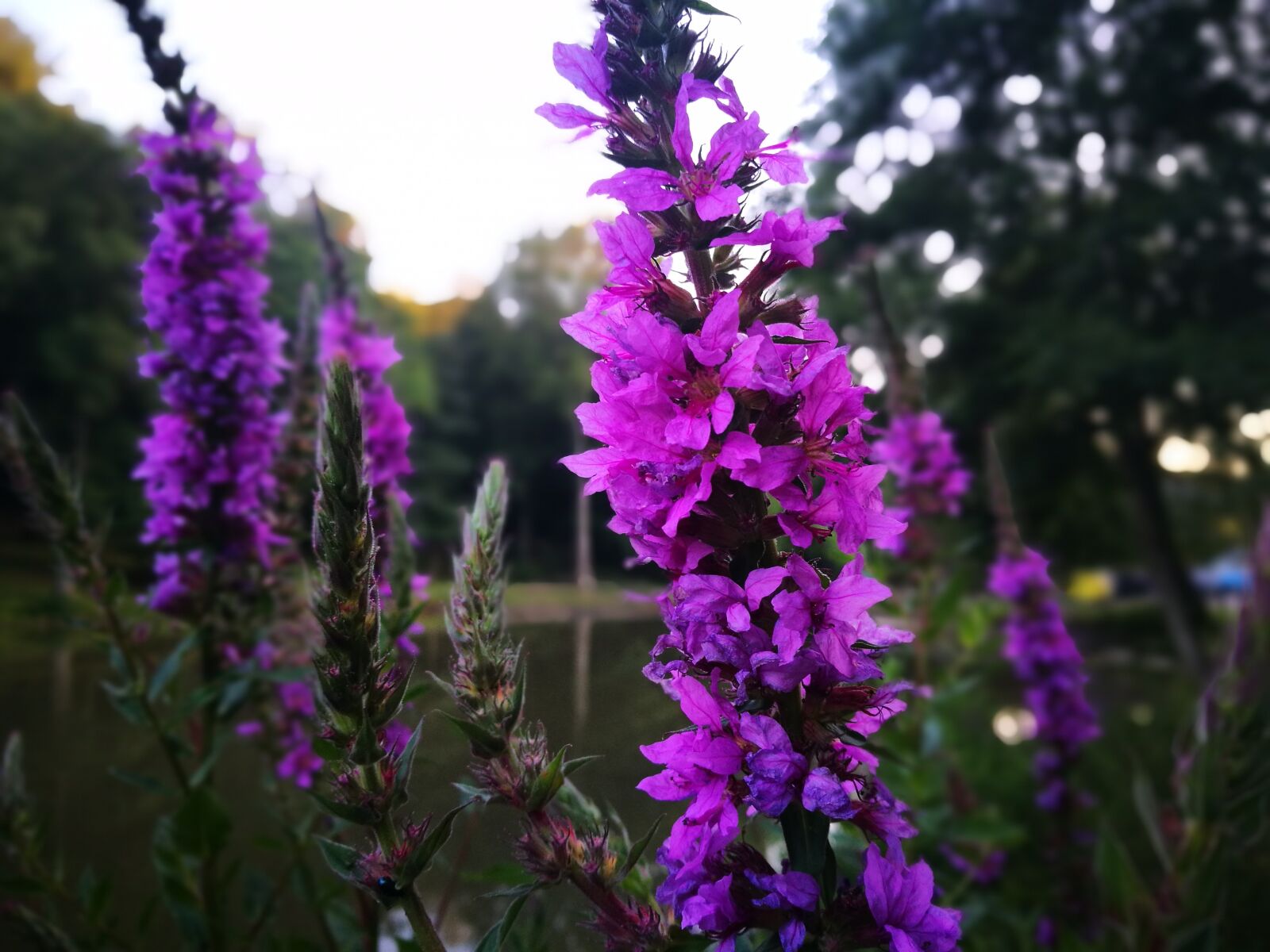 HUAWEI P9 sample photo. Flowers, purple, huawei photography