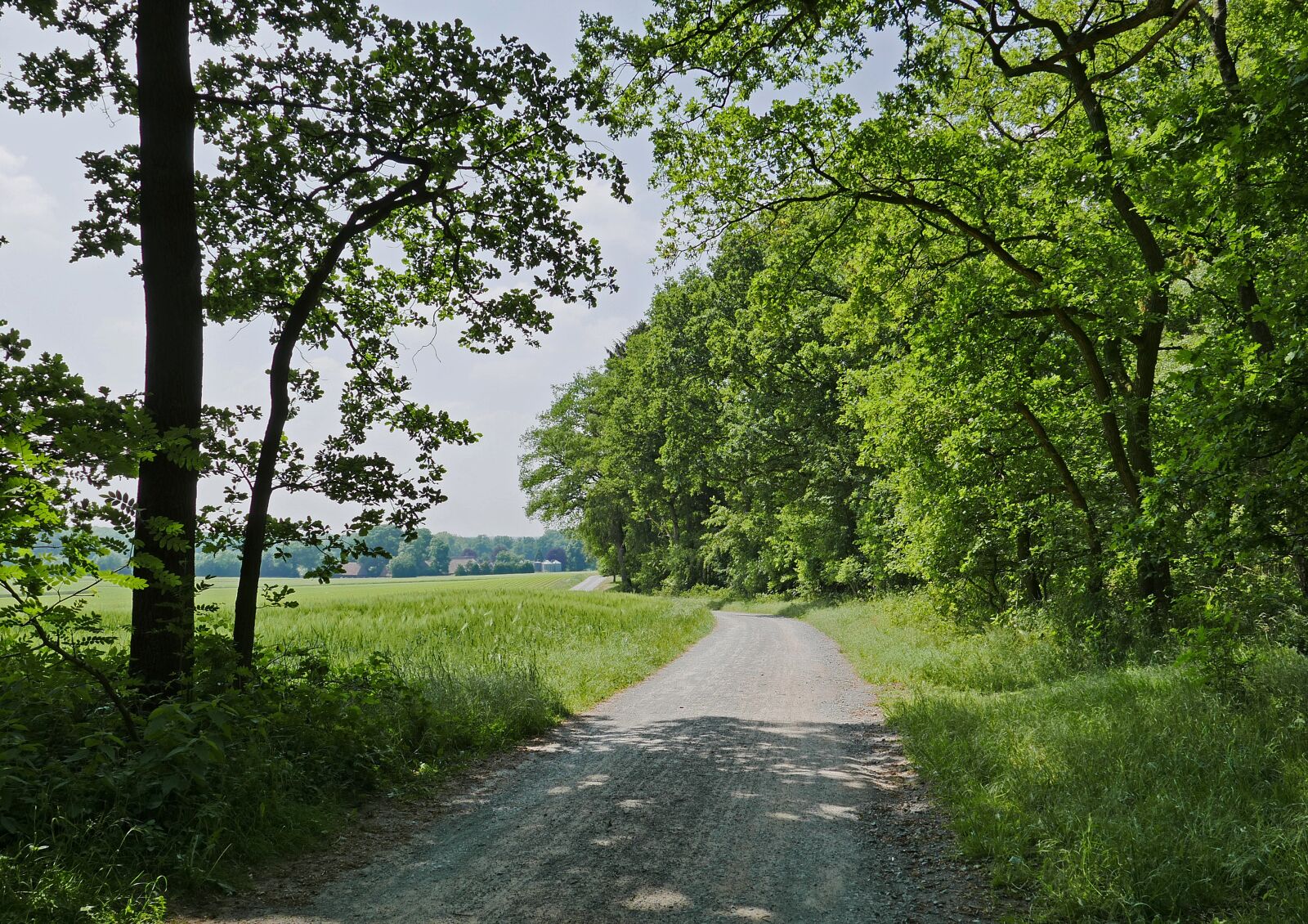 Panasonic Lumix DMC-LX100 sample photo. Münsterland, parklandschaft, forest photography