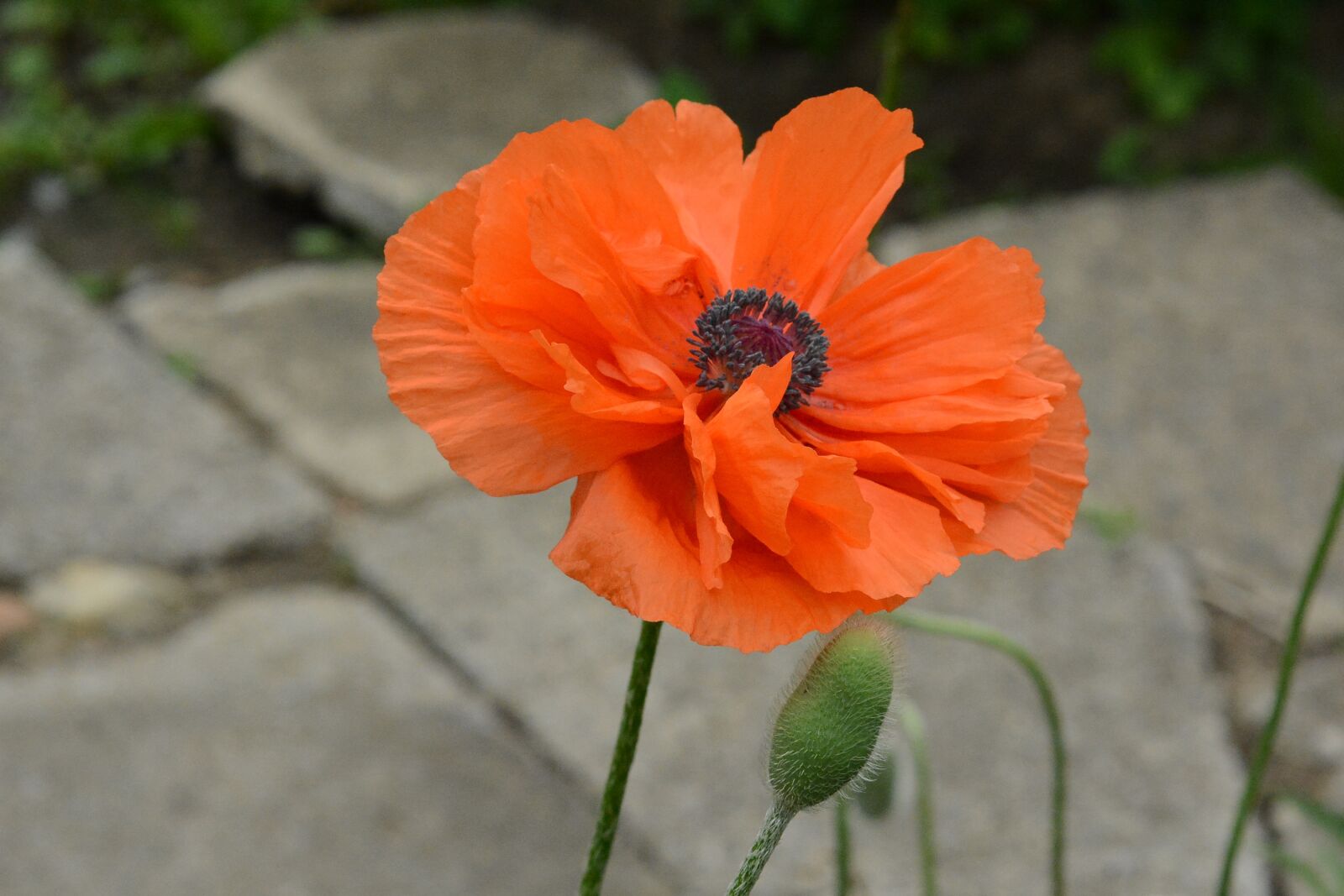 Nikon D7100 sample photo. Nature, flower, spring photography