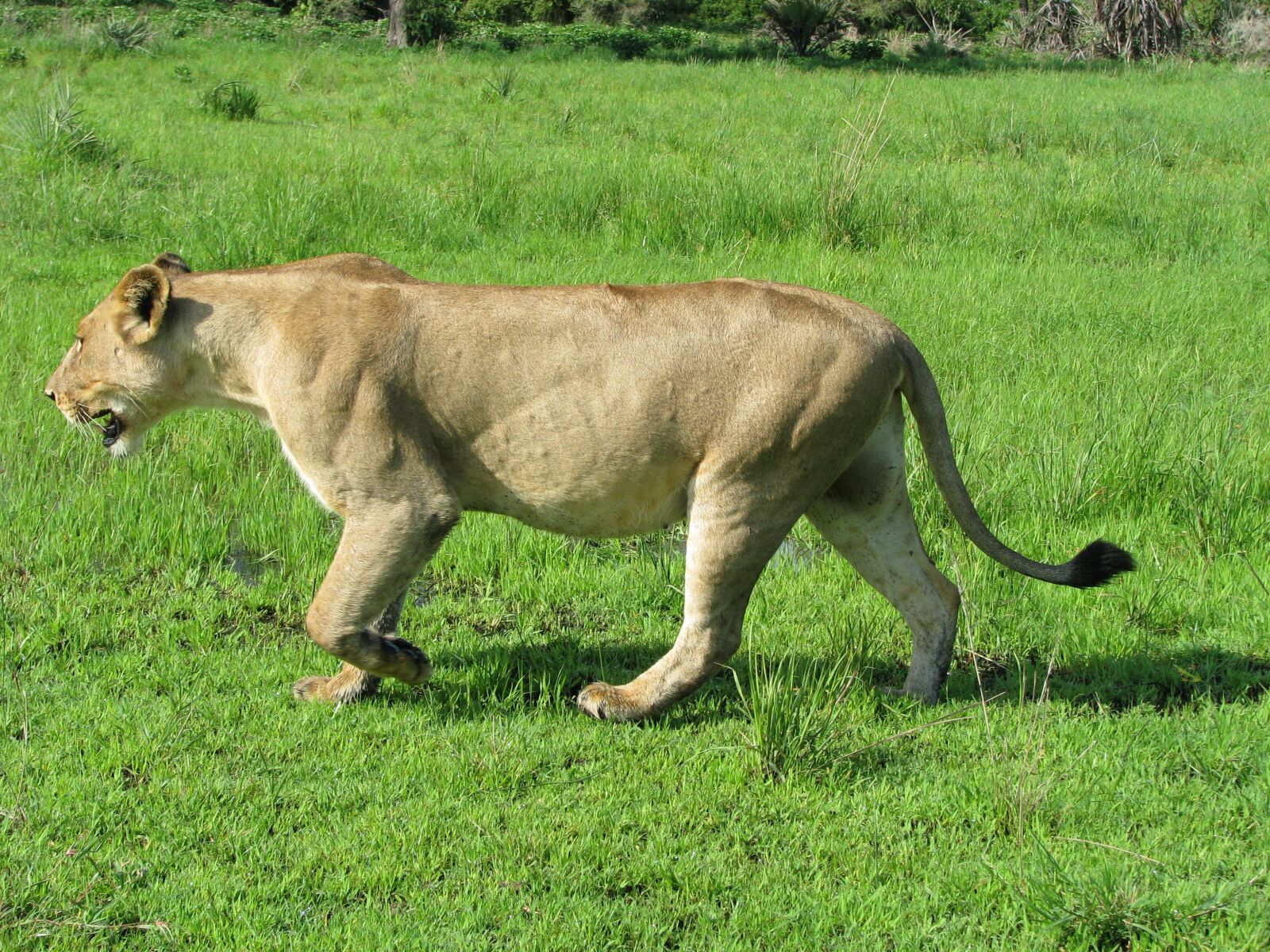 Canon POWERSHOT S5 IS sample photo. Lions, tanzania, animal photography