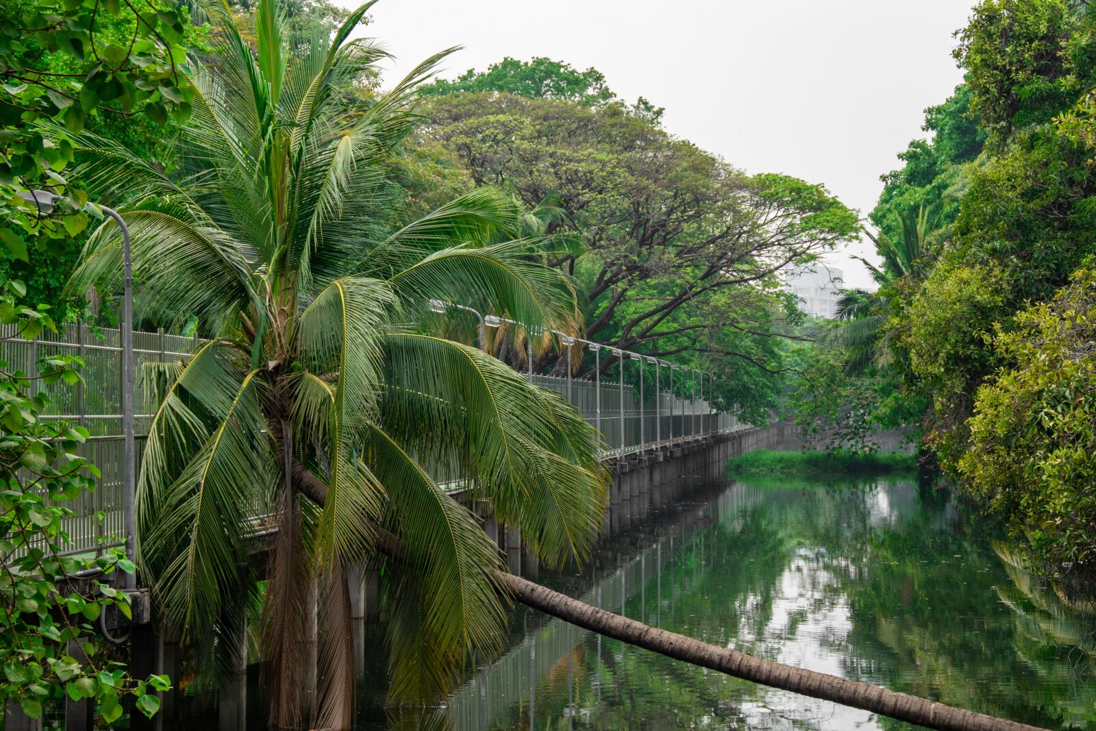 Nikon D5600 sample photo. Thailand, river, nature photography