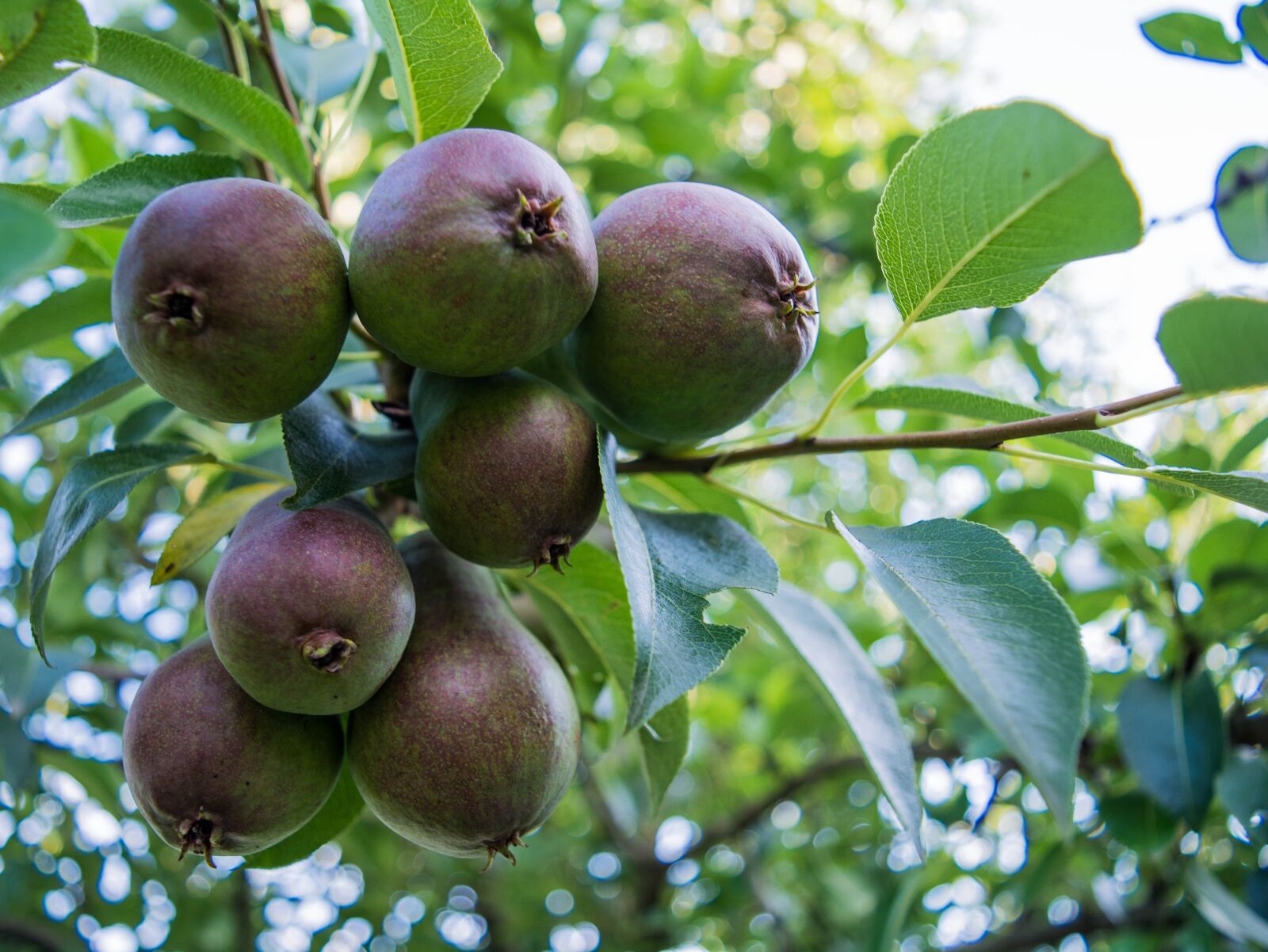 Nikon D5200 sample photo. Fruit, pear, summer photography