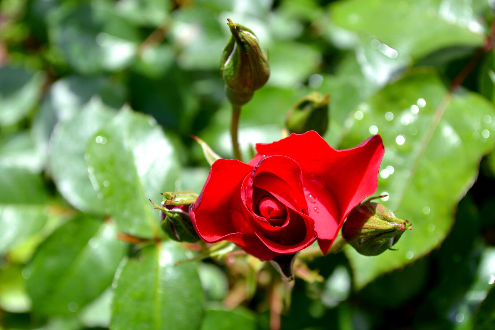 Nikon D7100 sample photo. Rose, flower, red rose photography