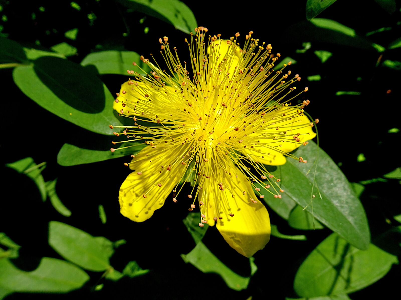 Sony Cyber-shot DSC-HX90V sample photo. St john's wort, flowers photography