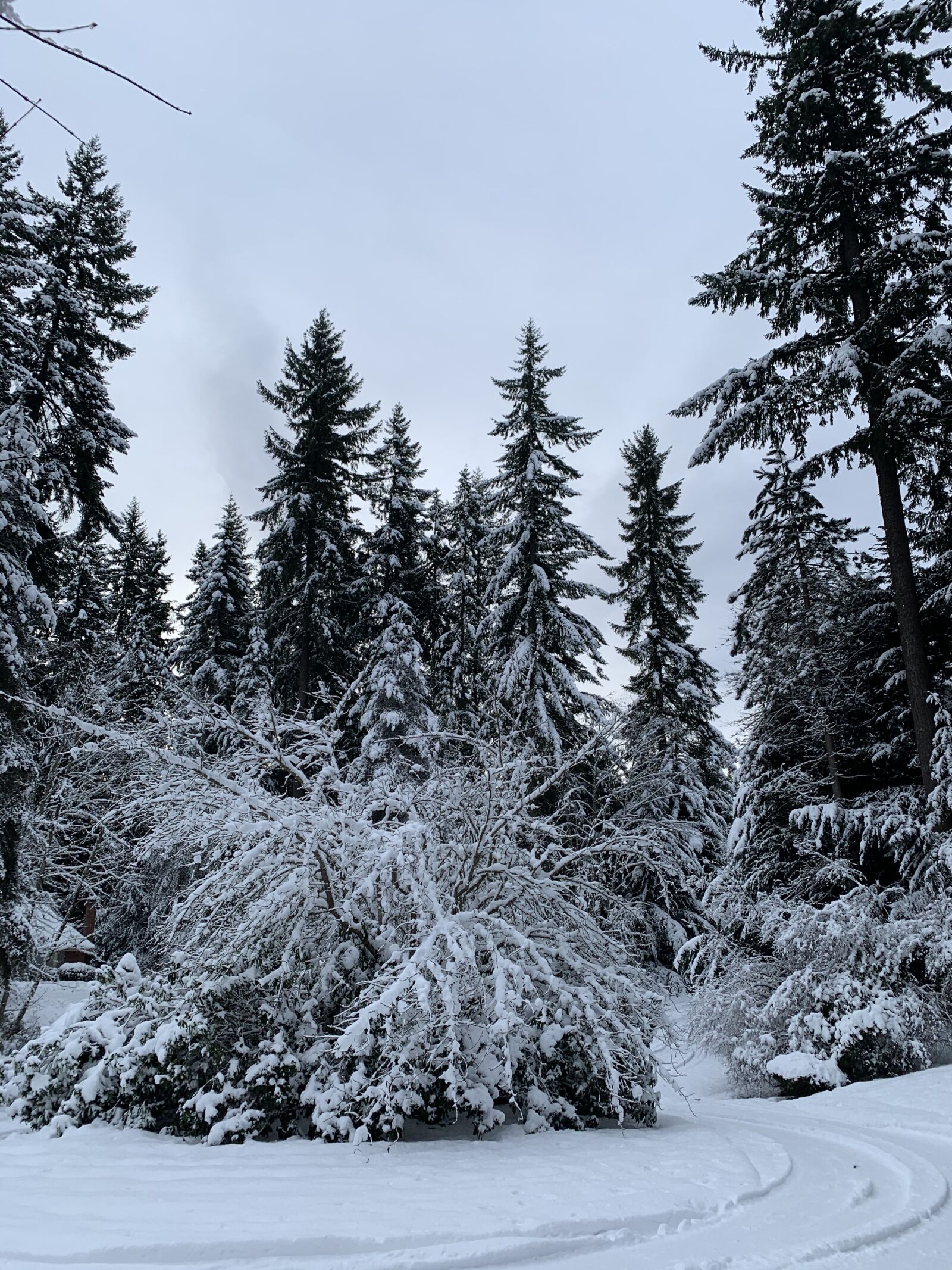 Apple iPhone XS sample photo. Winter, snow, trees photography