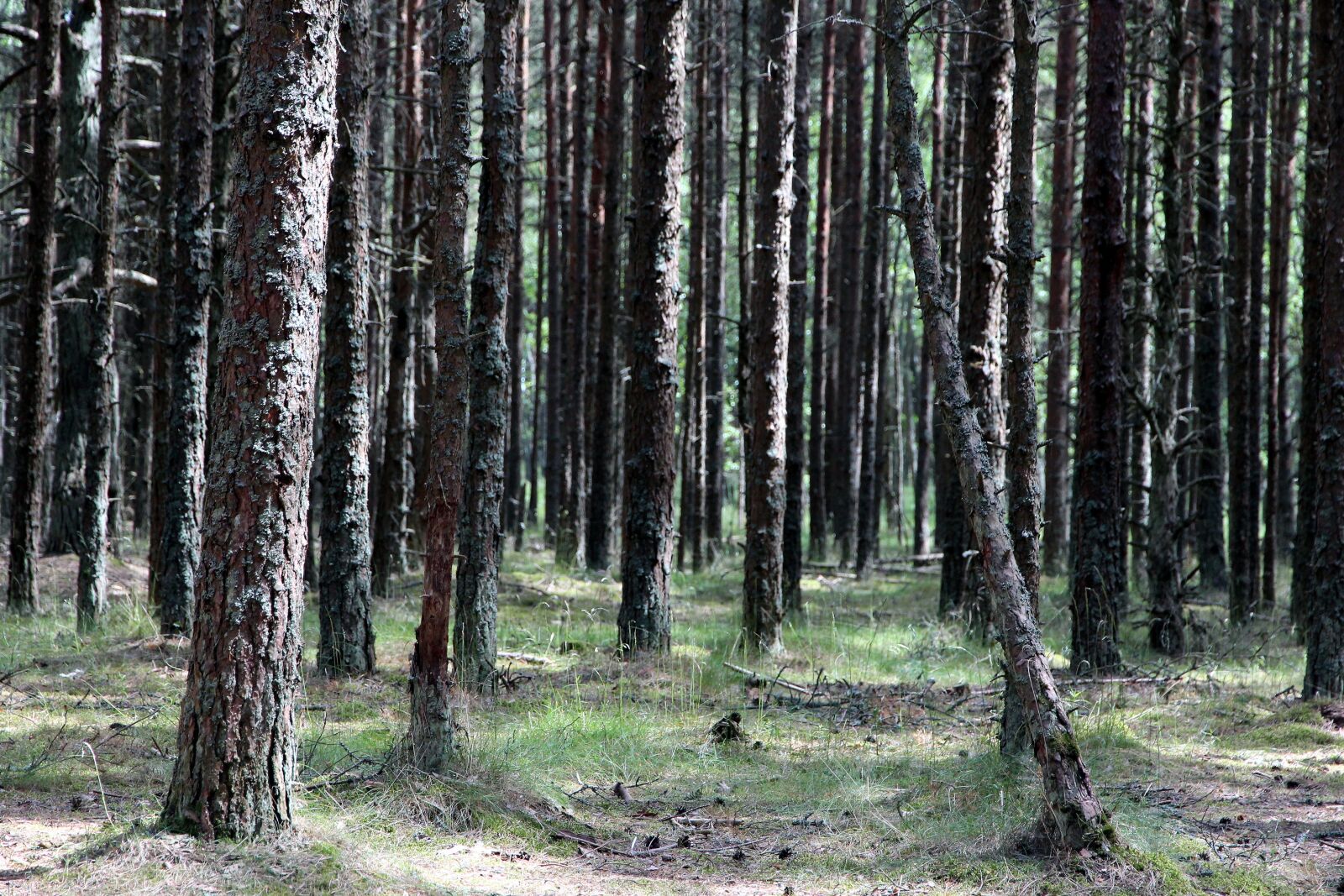Canon EOS 650D (EOS Rebel T4i / EOS Kiss X6i) sample photo. Forest, trunks, trees photography