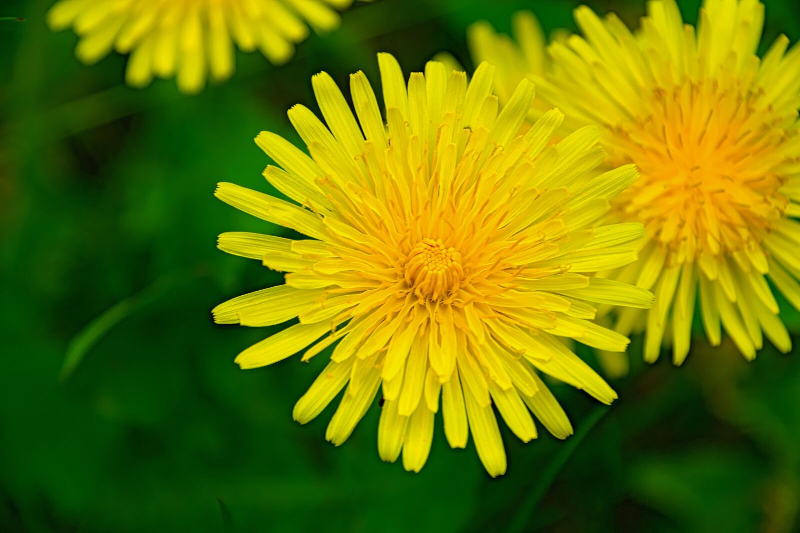 Nikon D3300 sample photo. Nuns, yellow, spring photography