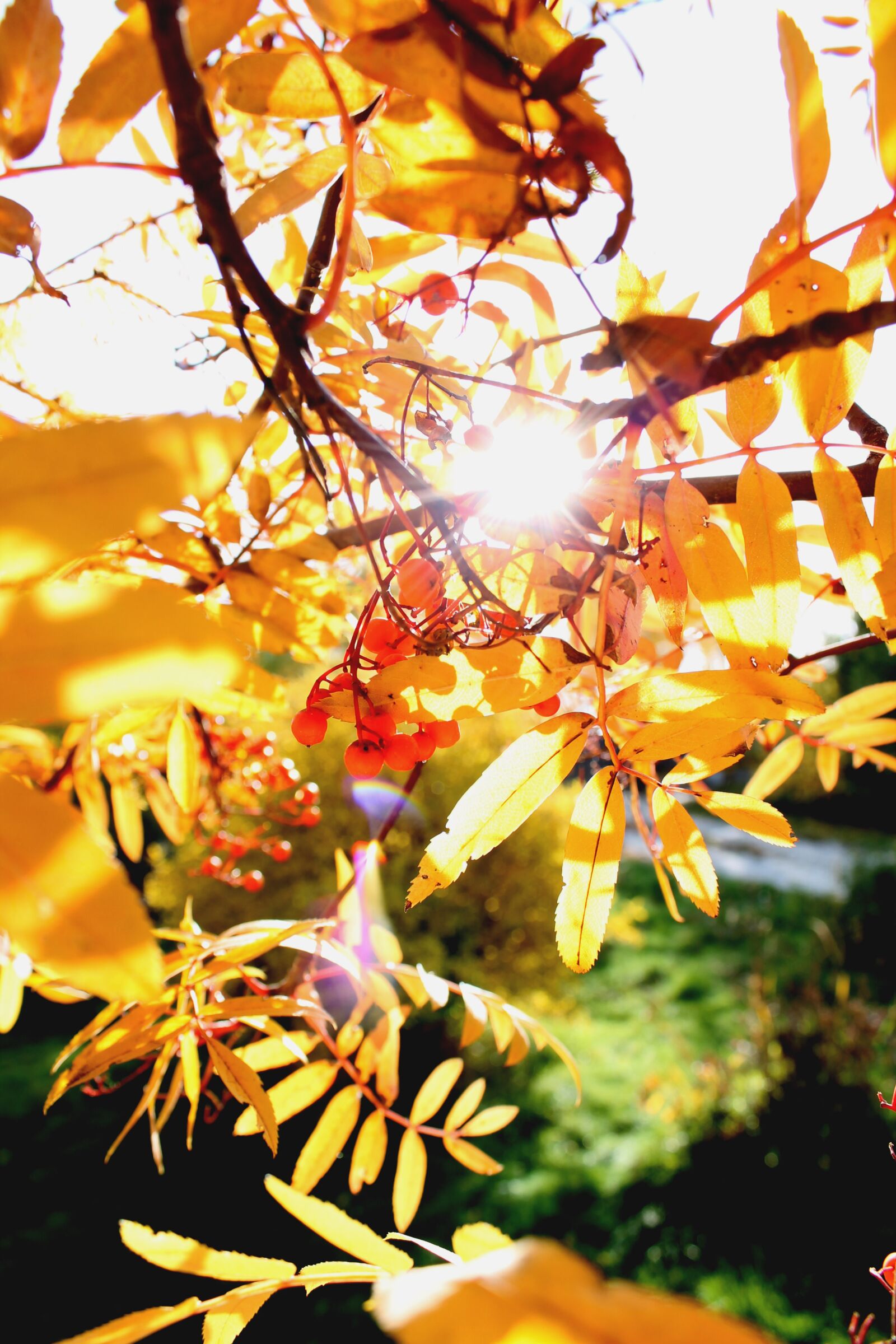 Canon EOS 1100D (EOS Rebel T3 / EOS Kiss X50) sample photo. Autumn, rowan, autumn leaves photography