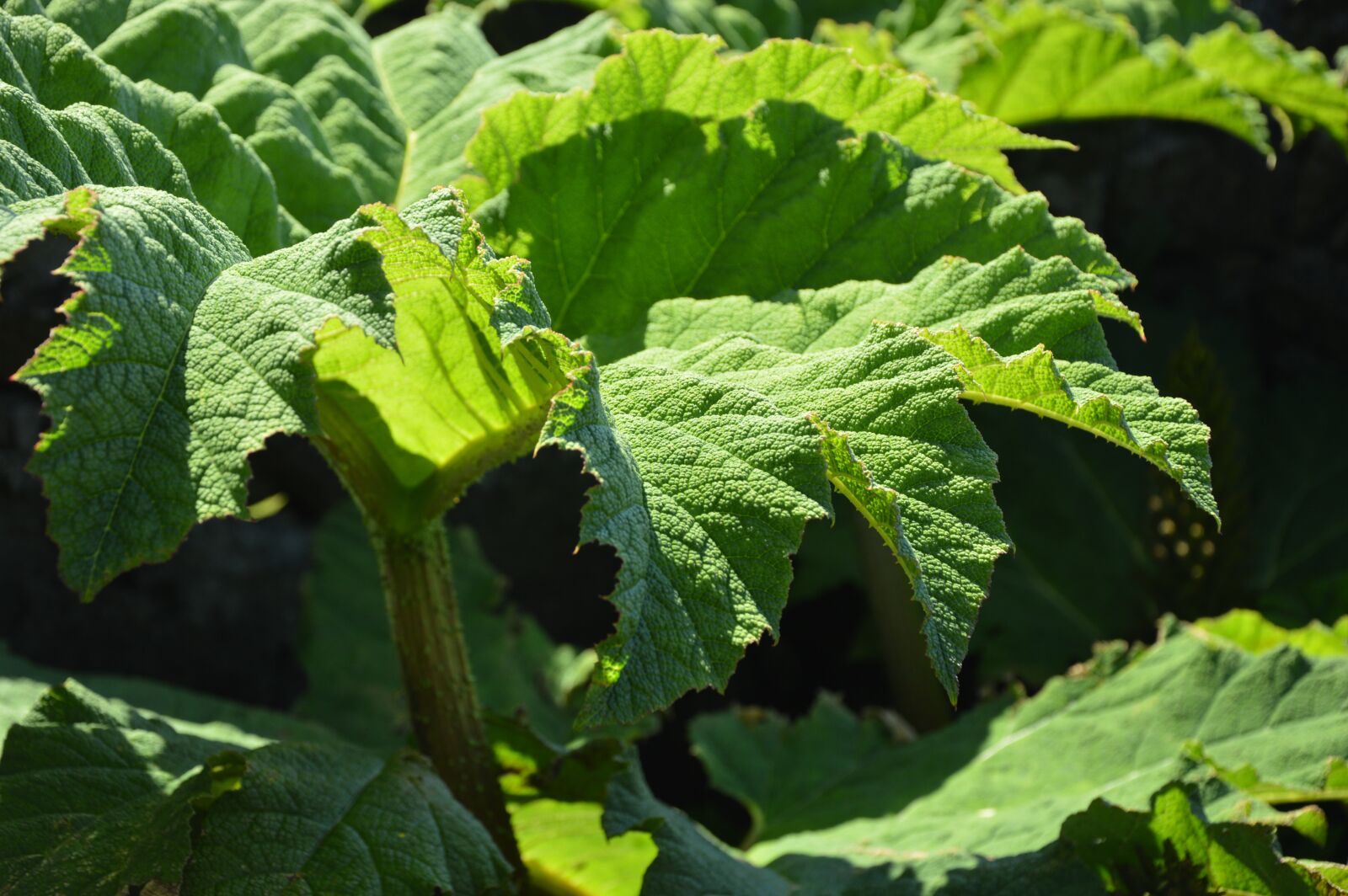 Nikon D3200 sample photo. Plant, nature, rhubarb photography