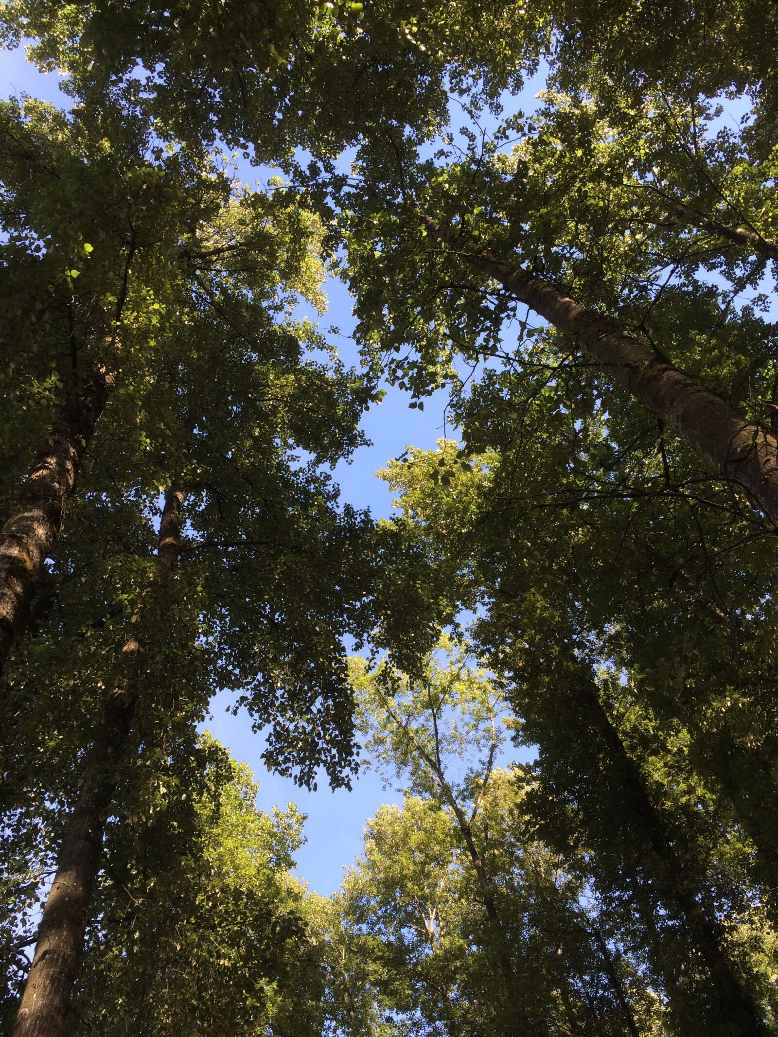 Apple iPhone 5s sample photo. Sky, trees, green photography