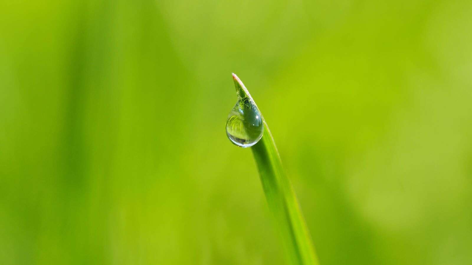 Olympus M.Zuiko Digital ED 60mm F2.8 Macro sample photo. Drip, halm of grass photography