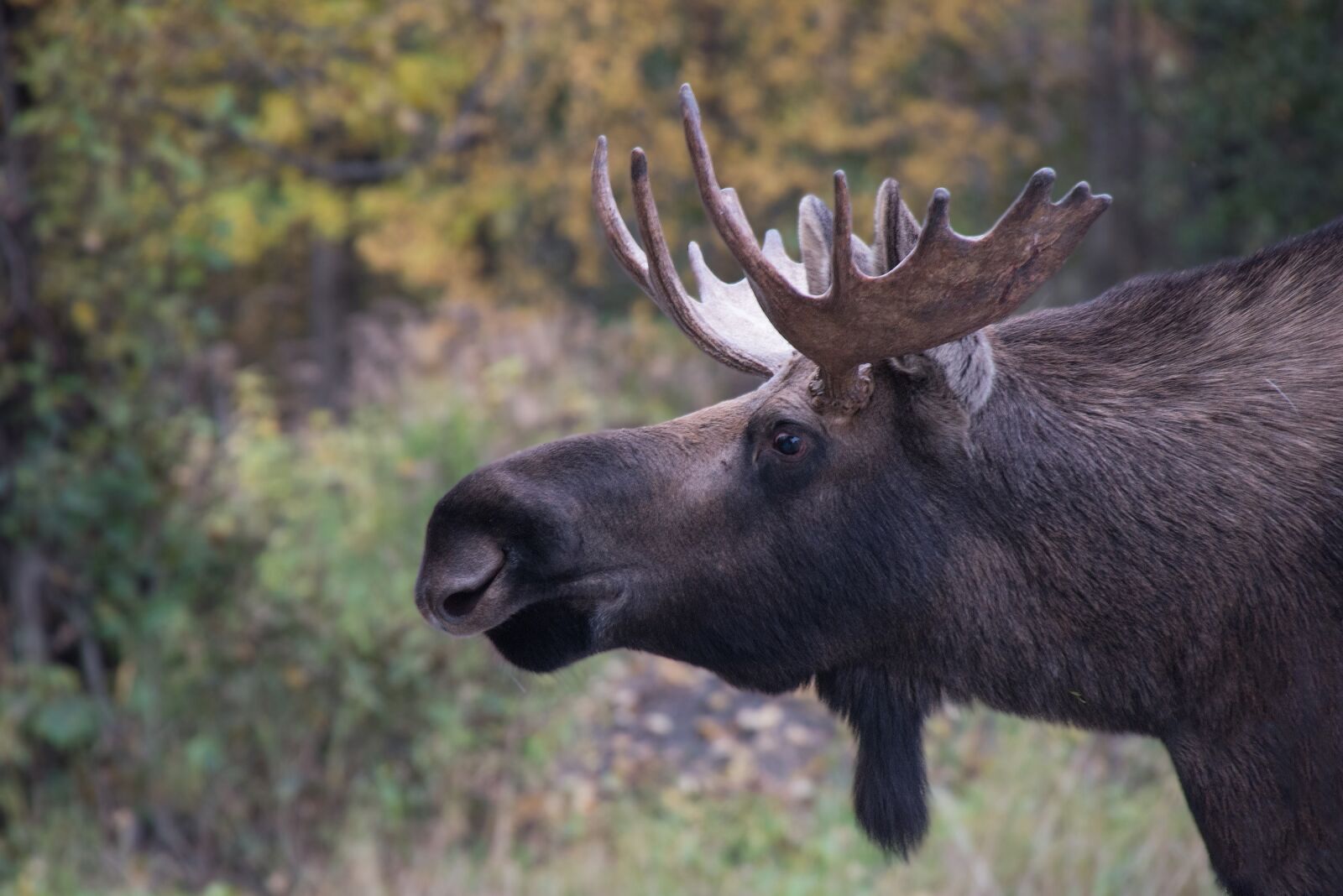 Nikon D610 sample photo. Bull moose, portrait, close photography