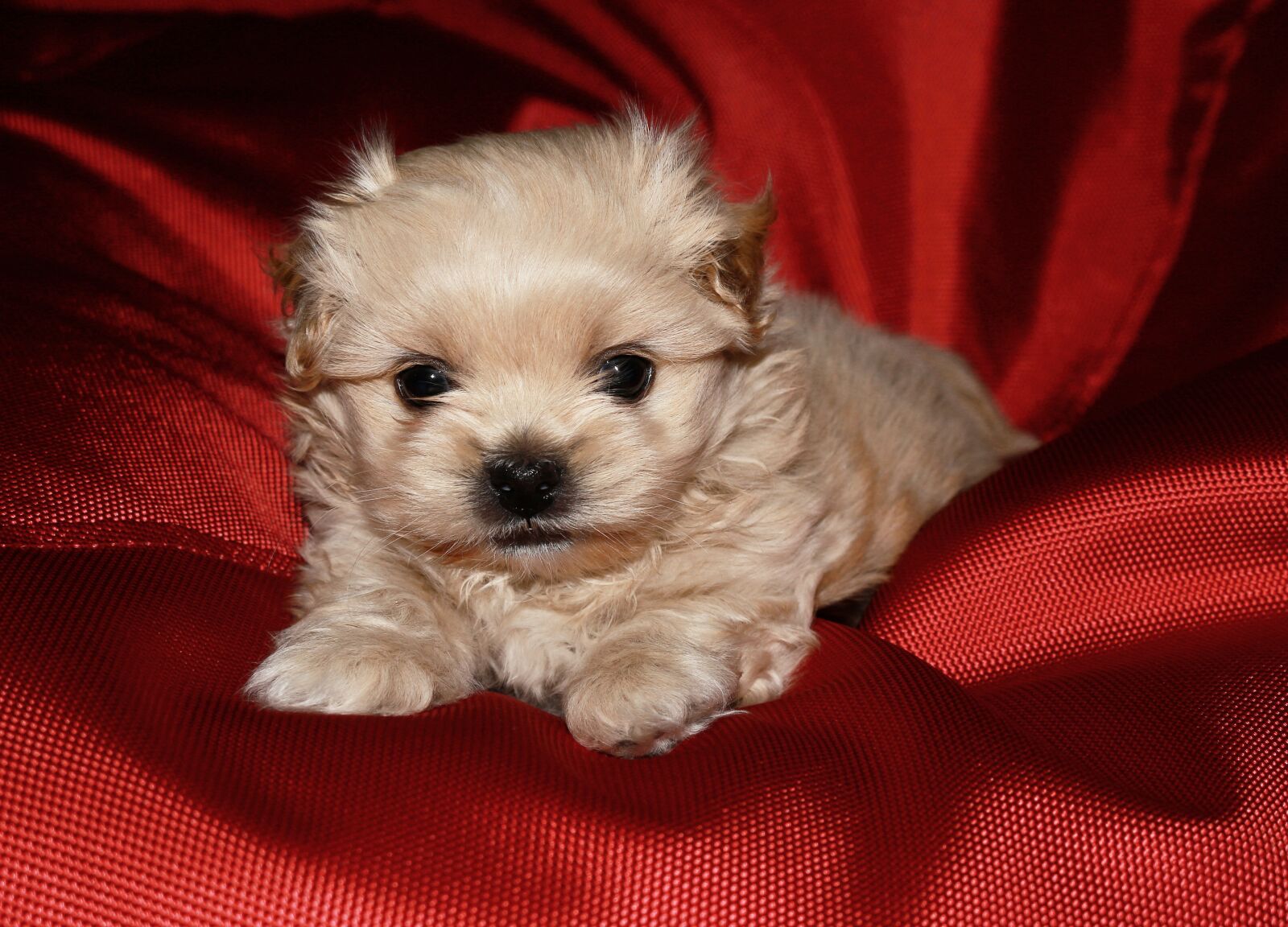 Canon EOS 100D (EOS Rebel SL1 / EOS Kiss X7) sample photo. Dog, pet, small photography
