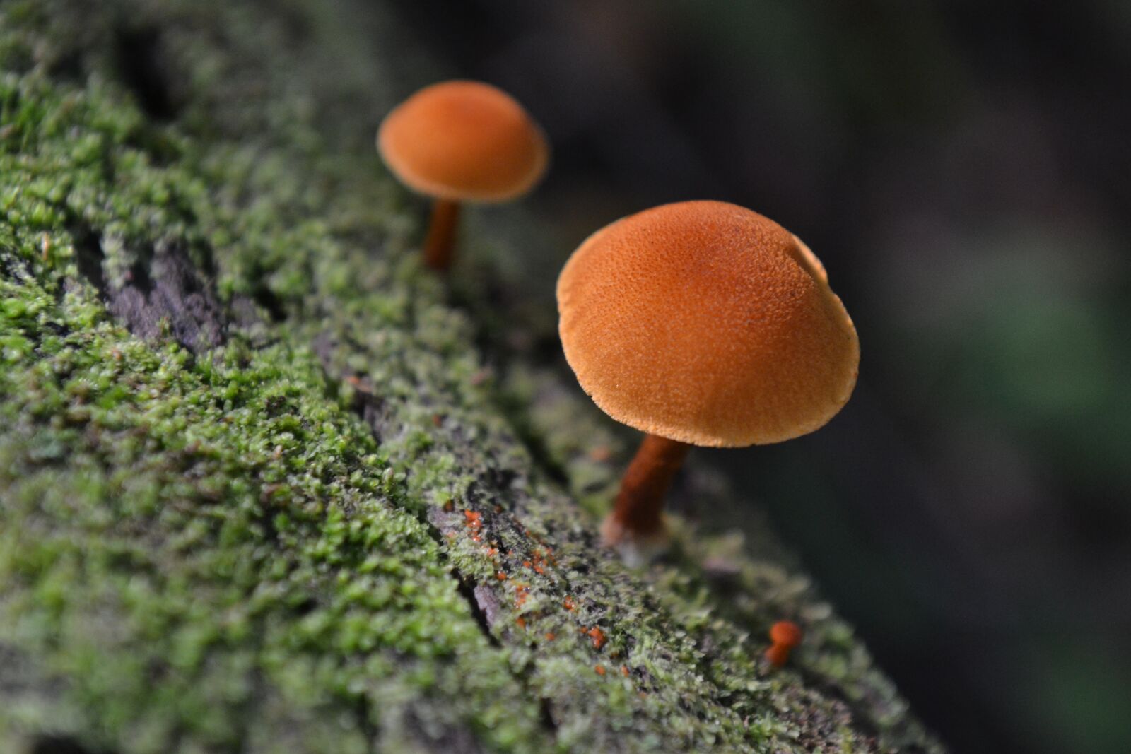Nikon D3100 sample photo. Mushroom, tree, moss photography