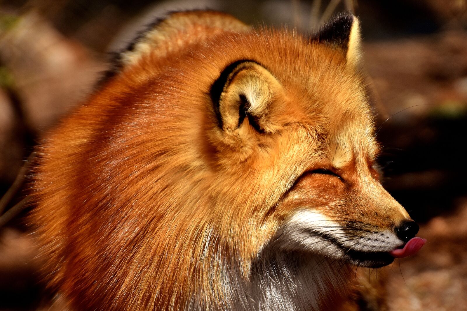 Nikon D7200 sample photo. Fuchs, funny, tongue photography