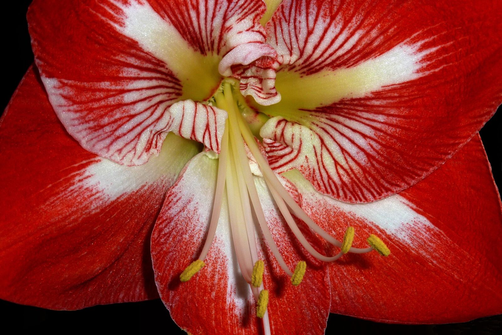 Panasonic DMC-TZ7 sample photo. Amaryllis, flower, red photography