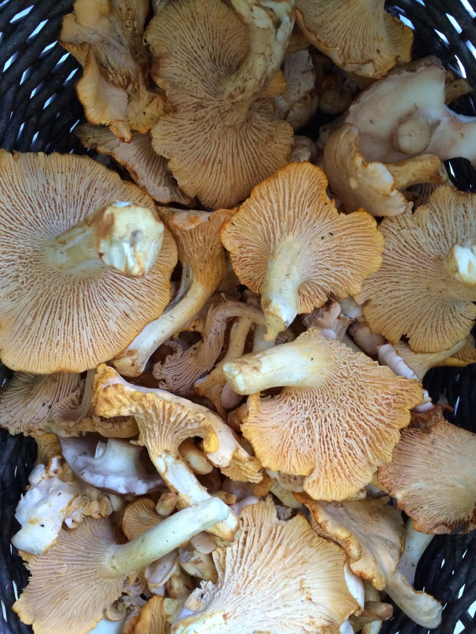 iPhone 5s back camera 4.15mm f/2.2 sample photo. Chanterelle mushrooms, summer, harvest photography