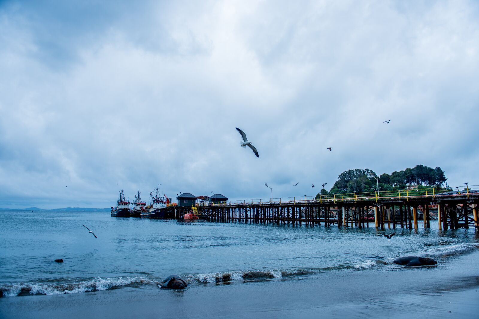 Nikon D810 sample photo. Spring, sea, chile photography