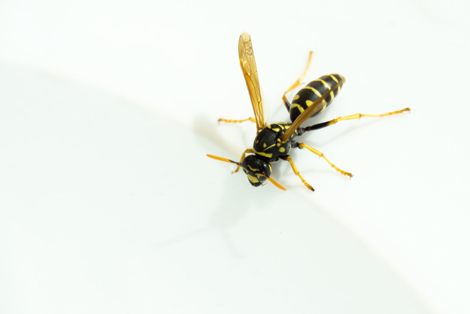 Sony E 18-200mm F3.5-6.3 OSS sample photo. Wasp, water, insect photography