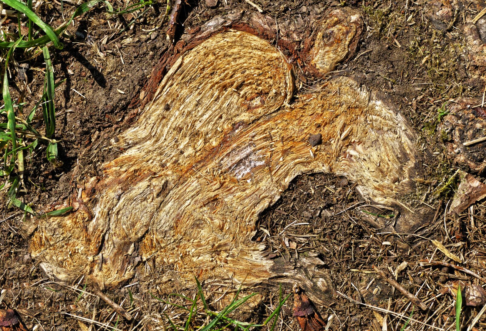 Panasonic Lumix DMC-FZ1000 sample photo. Root, wood, structure photography