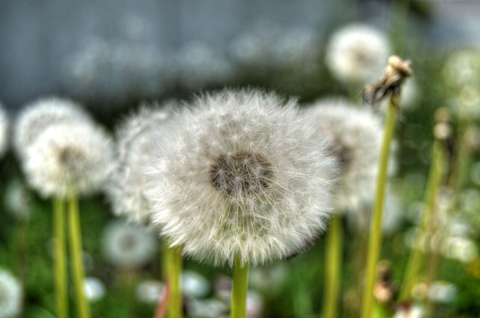 Nikon D5100 sample photo. Dandelion, flower, nature photography
