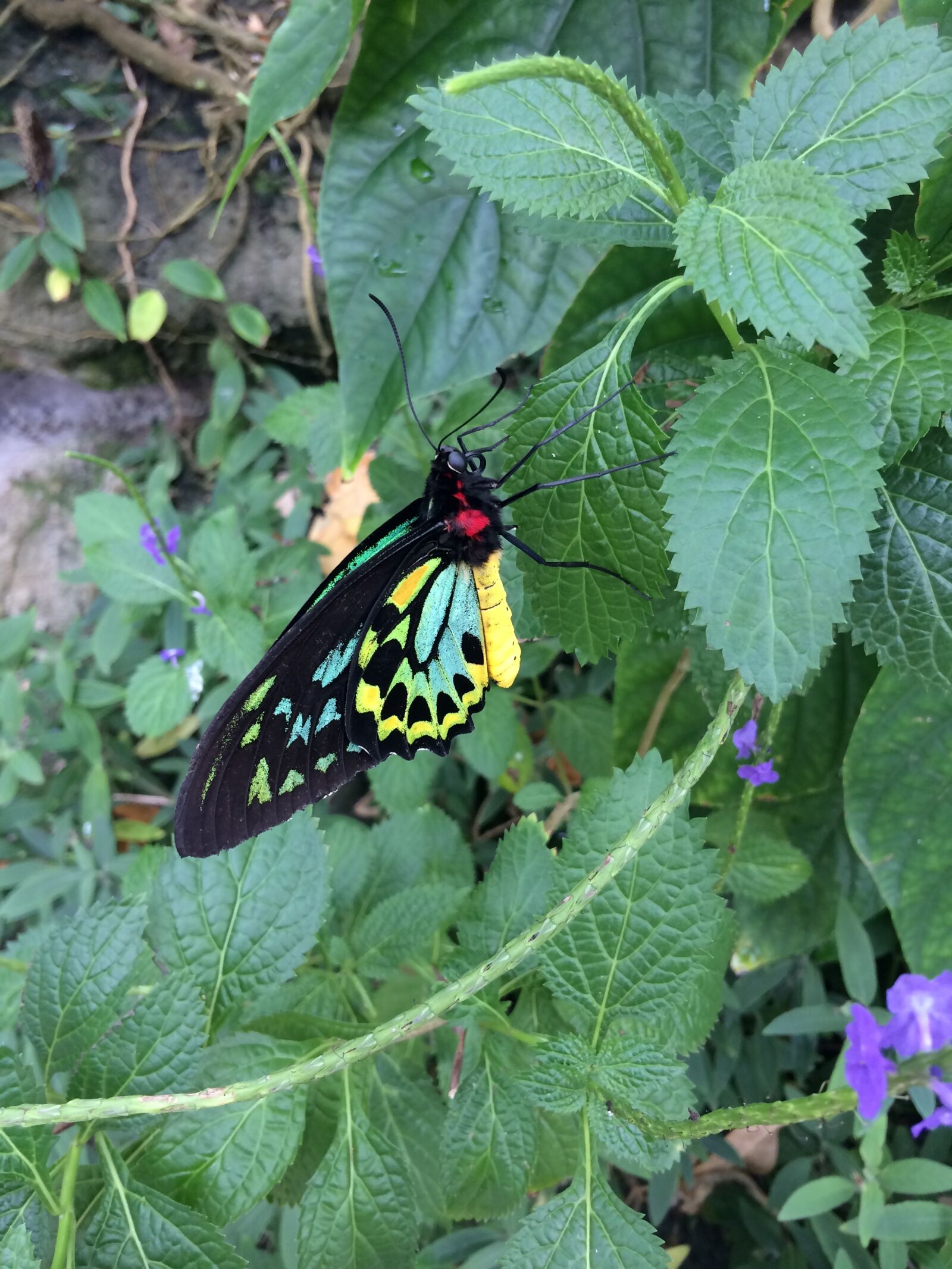 iPhone 5s back camera 4.15mm f/2.2 sample photo. Butterfly, butterflies, butterful photography