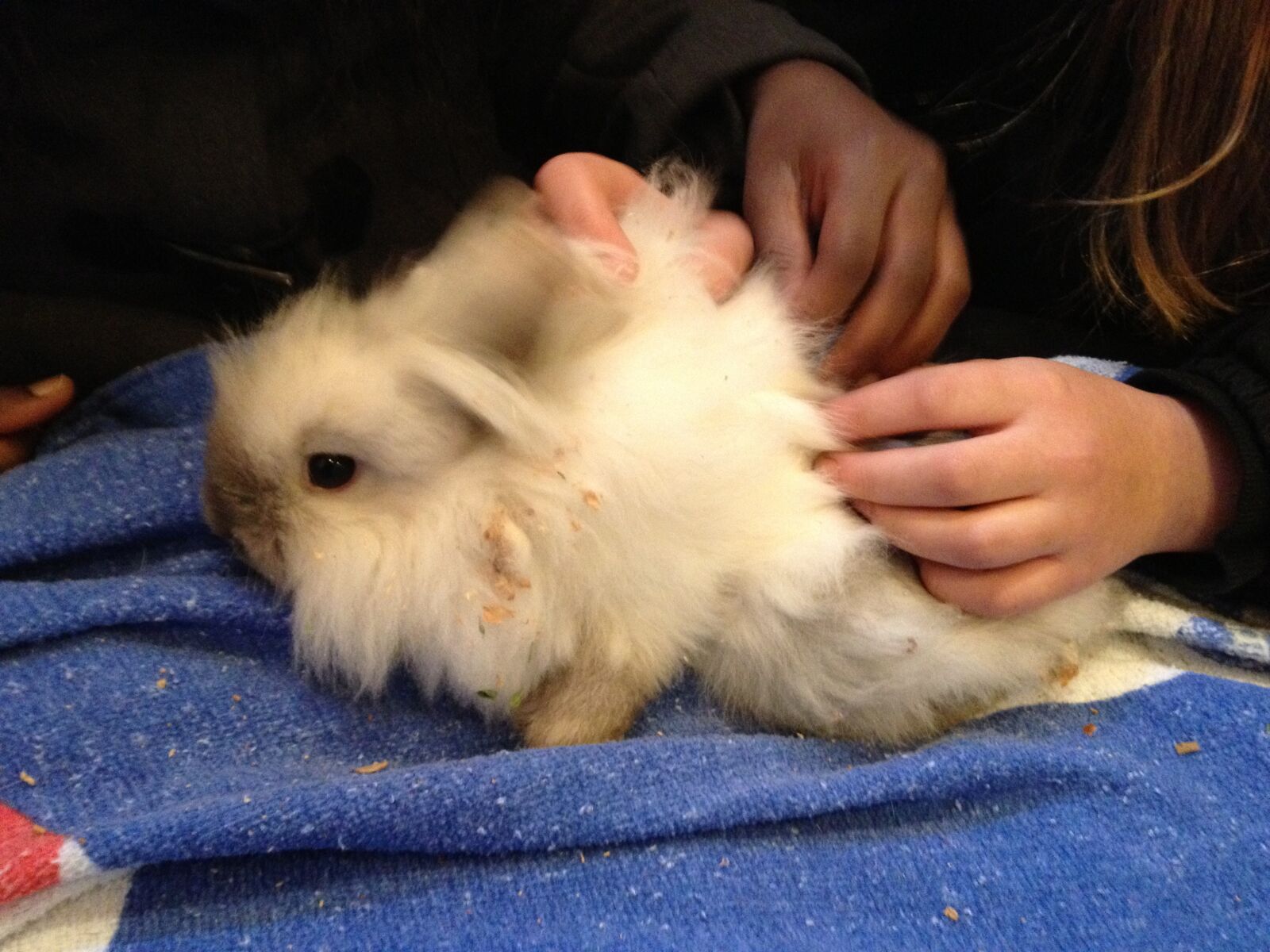 Apple iPhone 4S sample photo. Long-haired rabbit, pet, rabbit photography