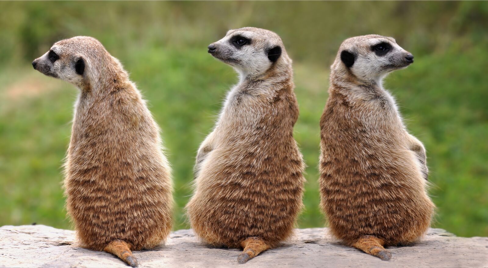 Nikon D90 sample photo. Animals, three, nature photography