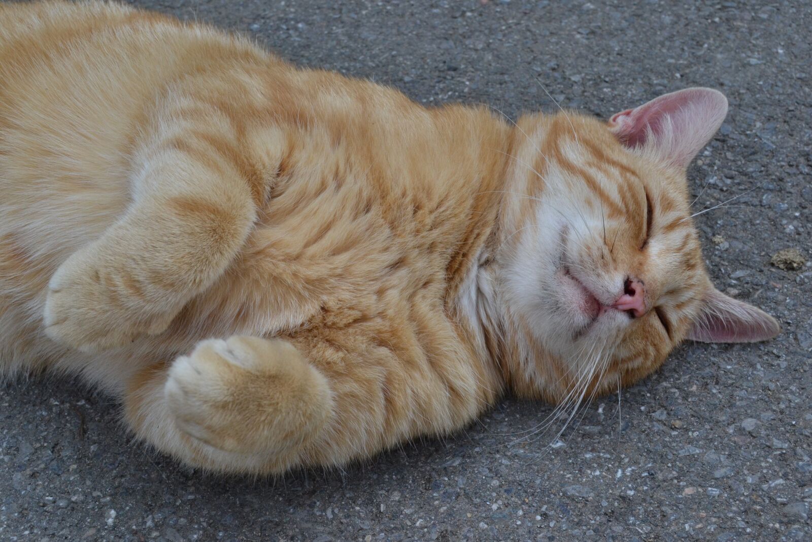 Nikon D3100 sample photo. Cat, animal, pet photography