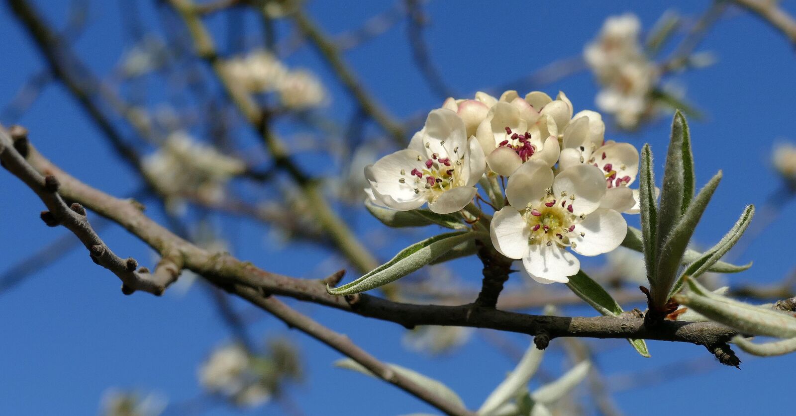 Panasonic Lumix DMC-FZ1000 sample photo. Willow-leaved pear, tree, garden photography