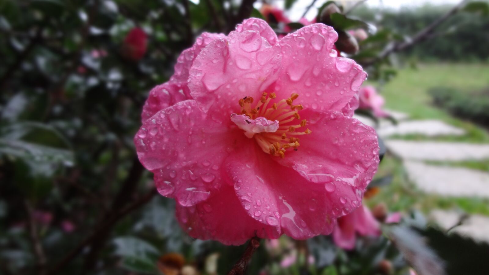 Sony DSC-WX30 sample photo. Camellia, camellia japonica, plant photography