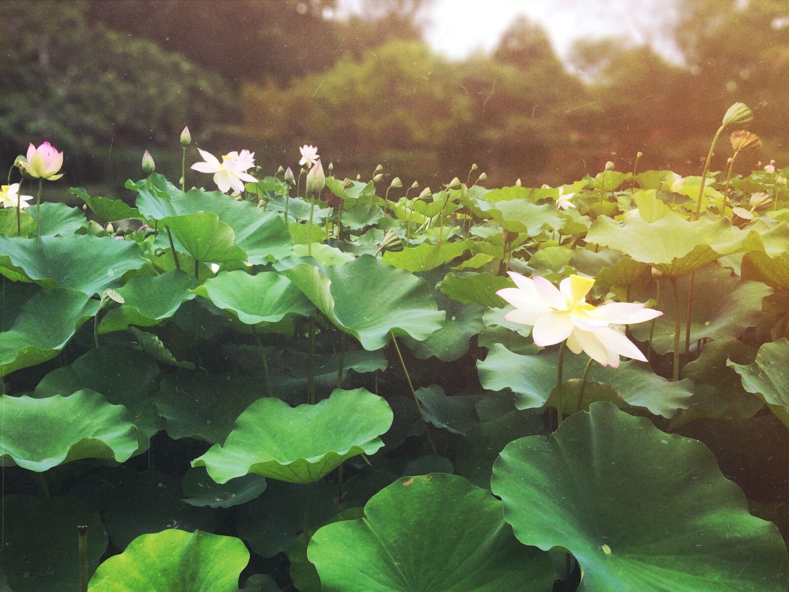 iPhone 5s back camera 4.15mm f/2.2 sample photo. Lotus, sunrise, relax photography