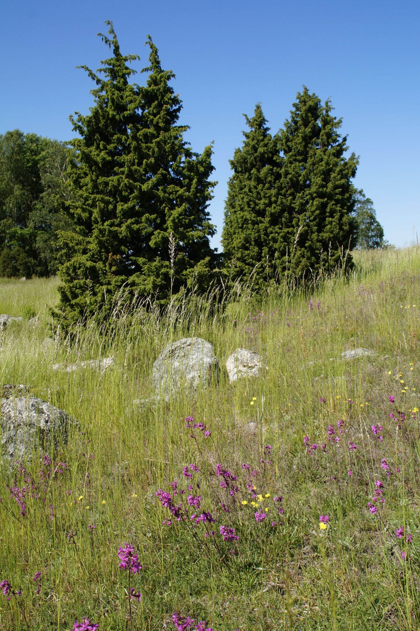 Sony SLT-A58 sample photo. Dry grass, landscape, summer photography