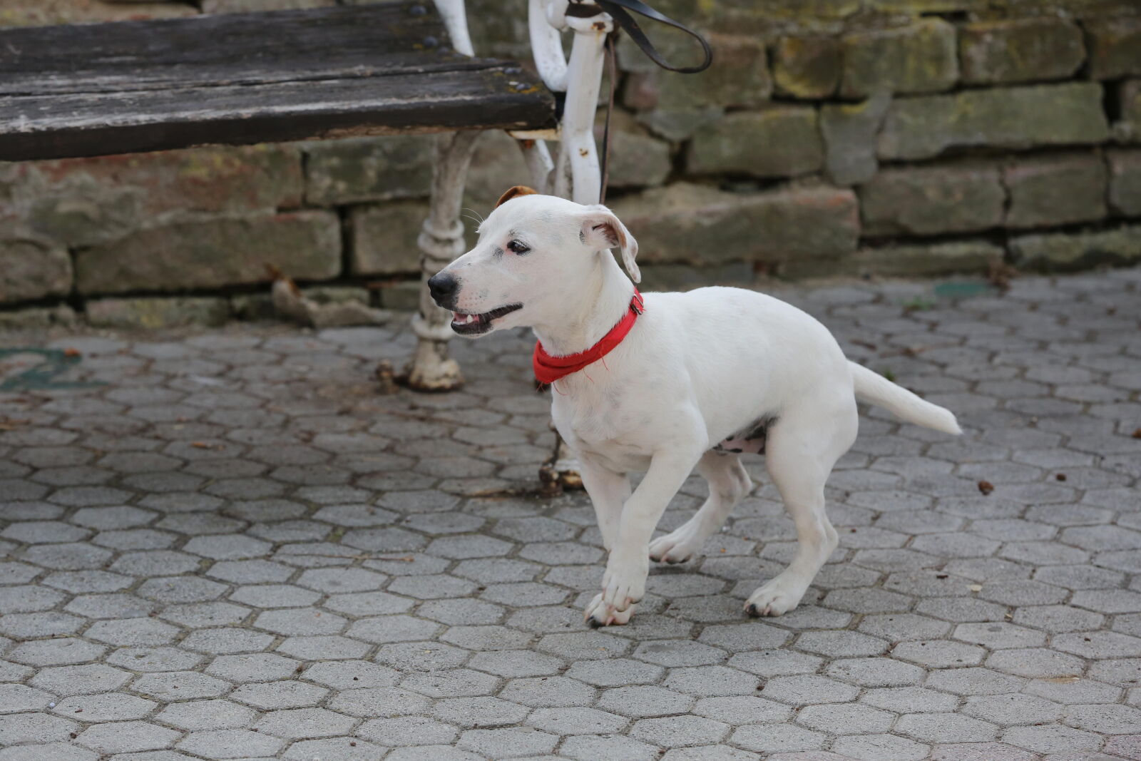 Canon EOS 5D Mark III sample photo. Adorable, bench, collar, dog photography