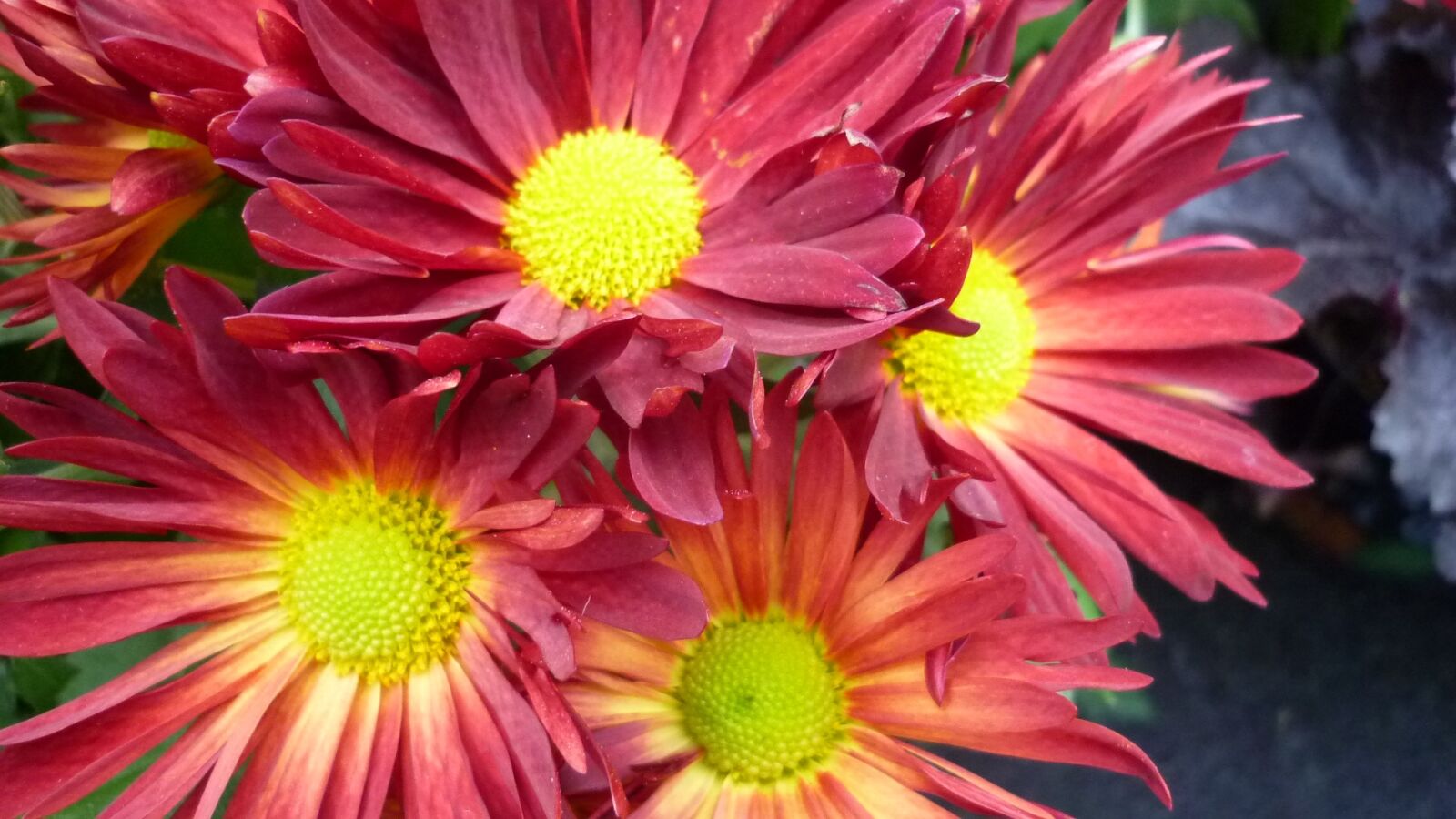 Panasonic Lumix DMC-FS6 sample photo. Gerbera, flower, blossom photography