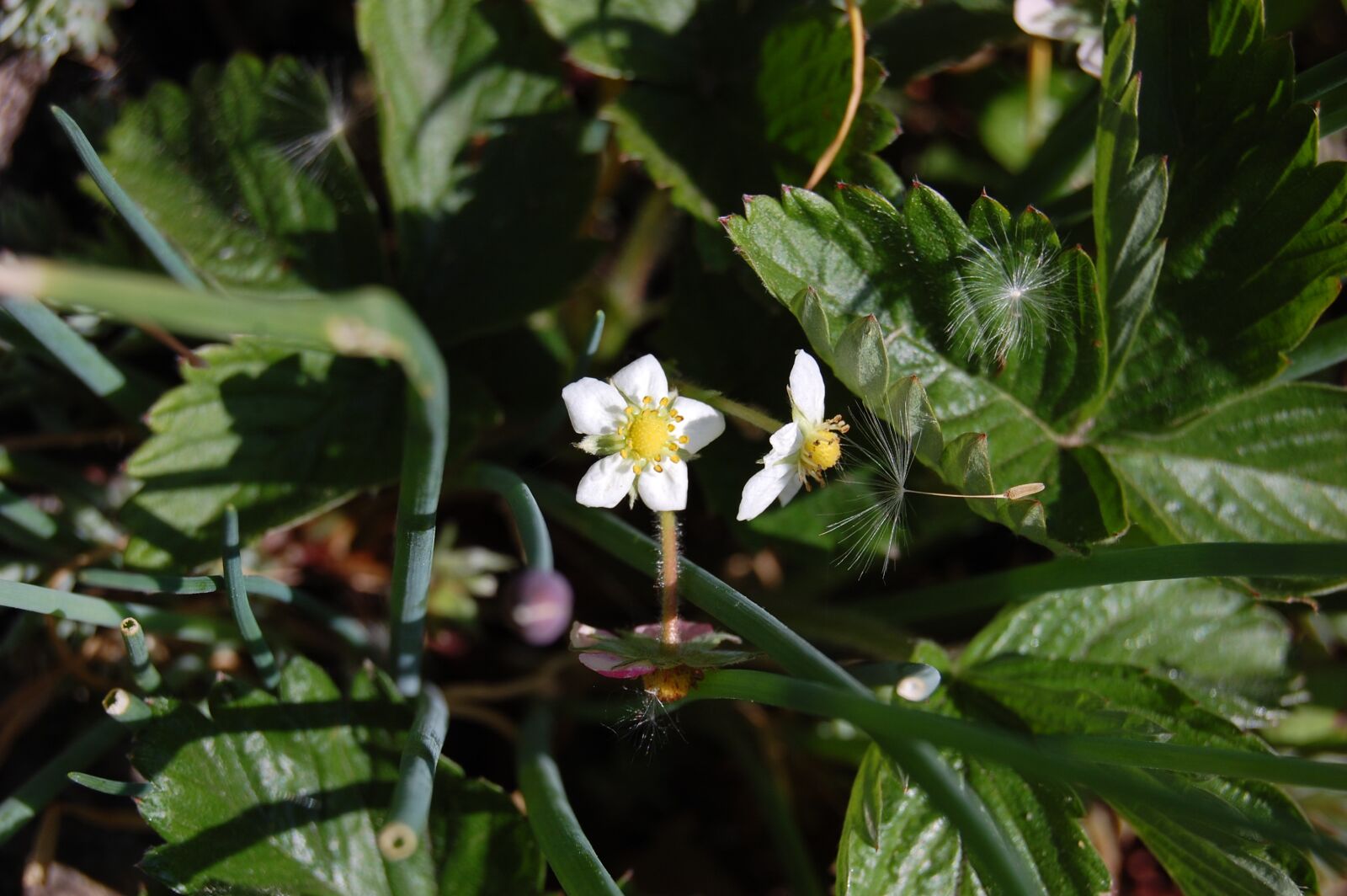 Nikon D40 sample photo. Strawberry, flower, spring photography