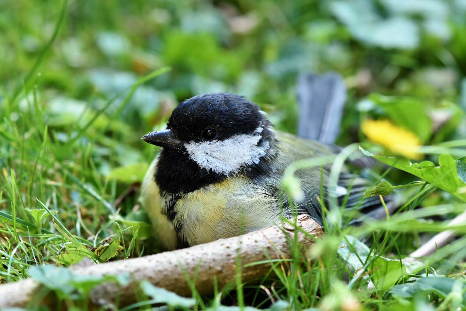 Nikon D7200 sample photo. Tit, songbird, small bird photography