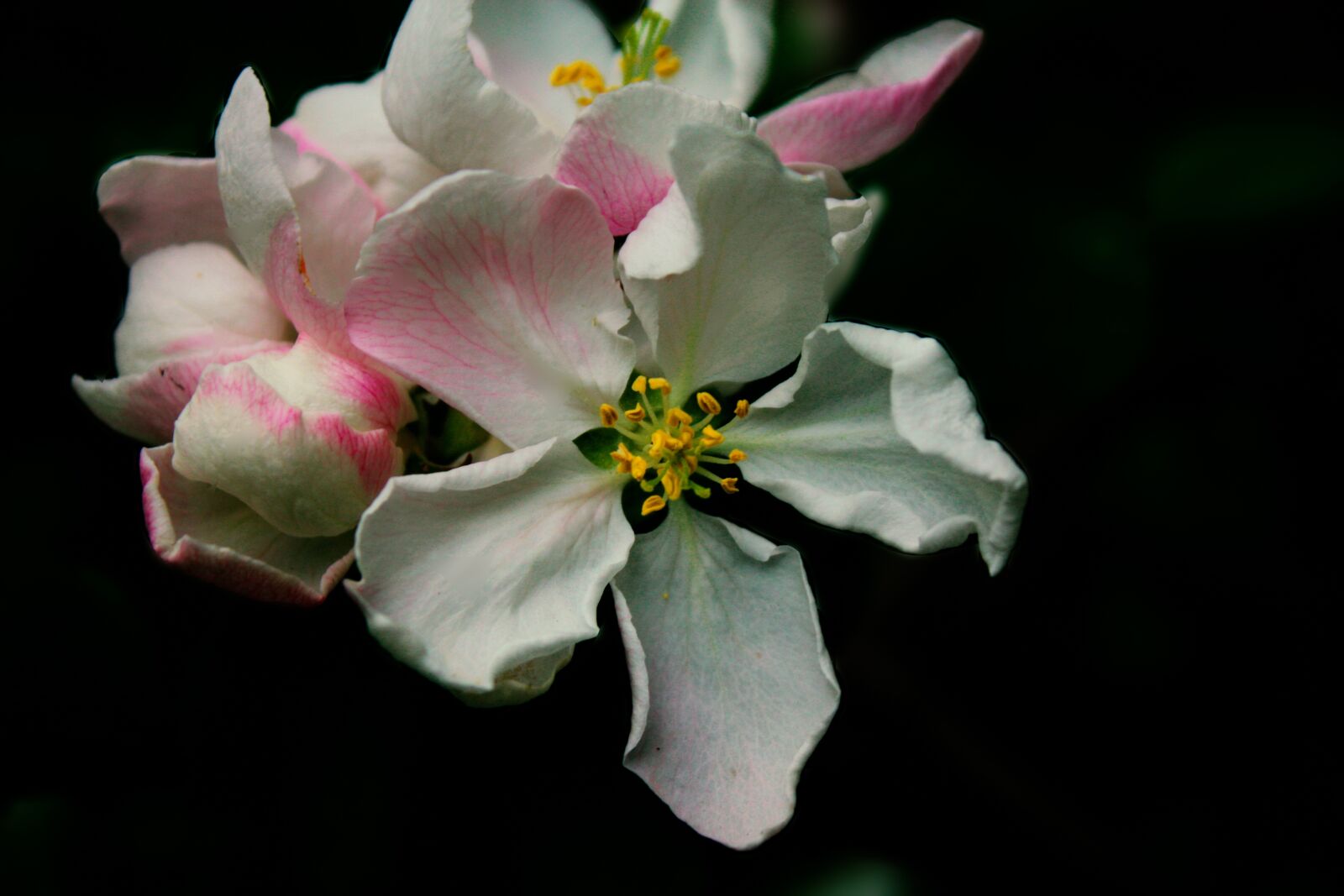 Canon EOS 450D (EOS Rebel XSi / EOS Kiss X2) sample photo. Flowers, spring, nature photography